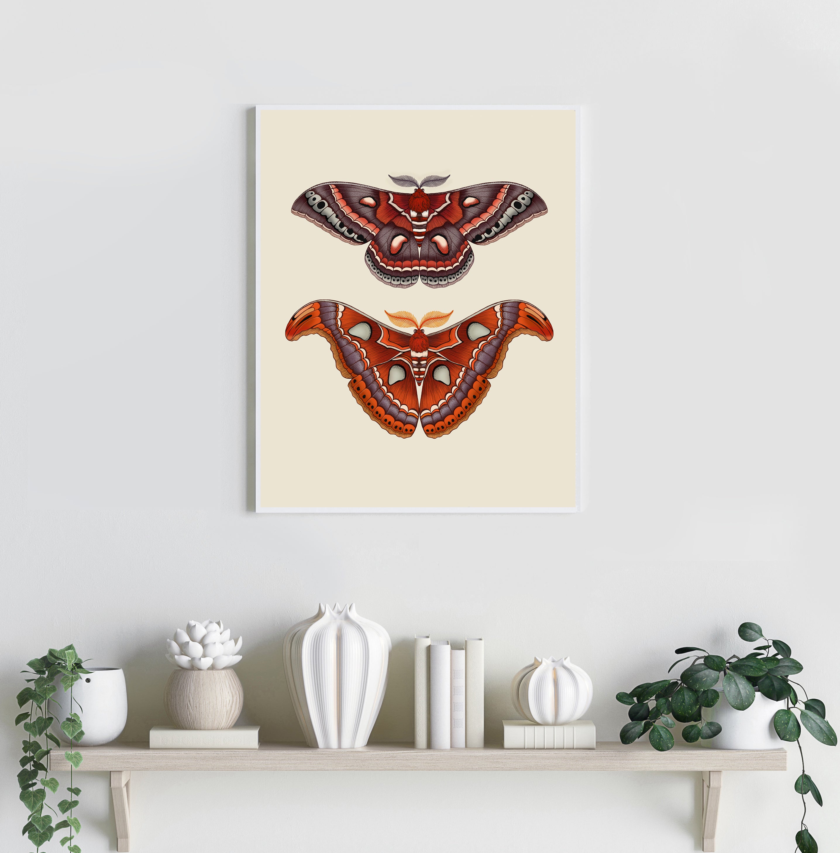 'Antique Atlas & Cecropia Moths' Fine Art Print
