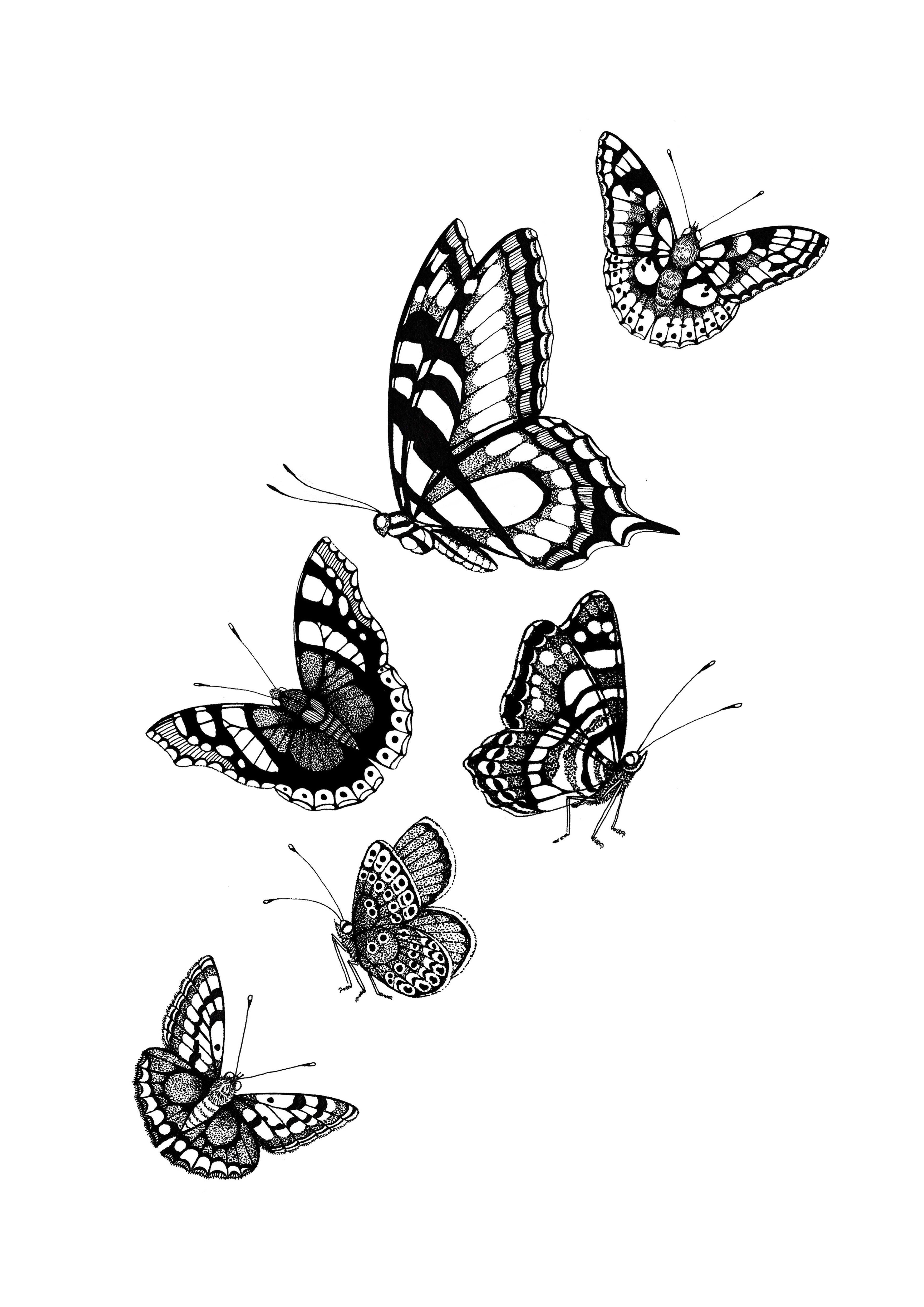 'British Butterflies' Fine Art Print - Emily Carter London