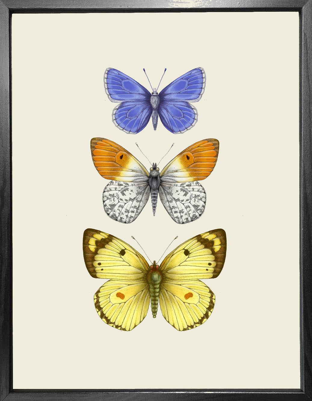 'Antique British Butterflies II' Fine Art Print