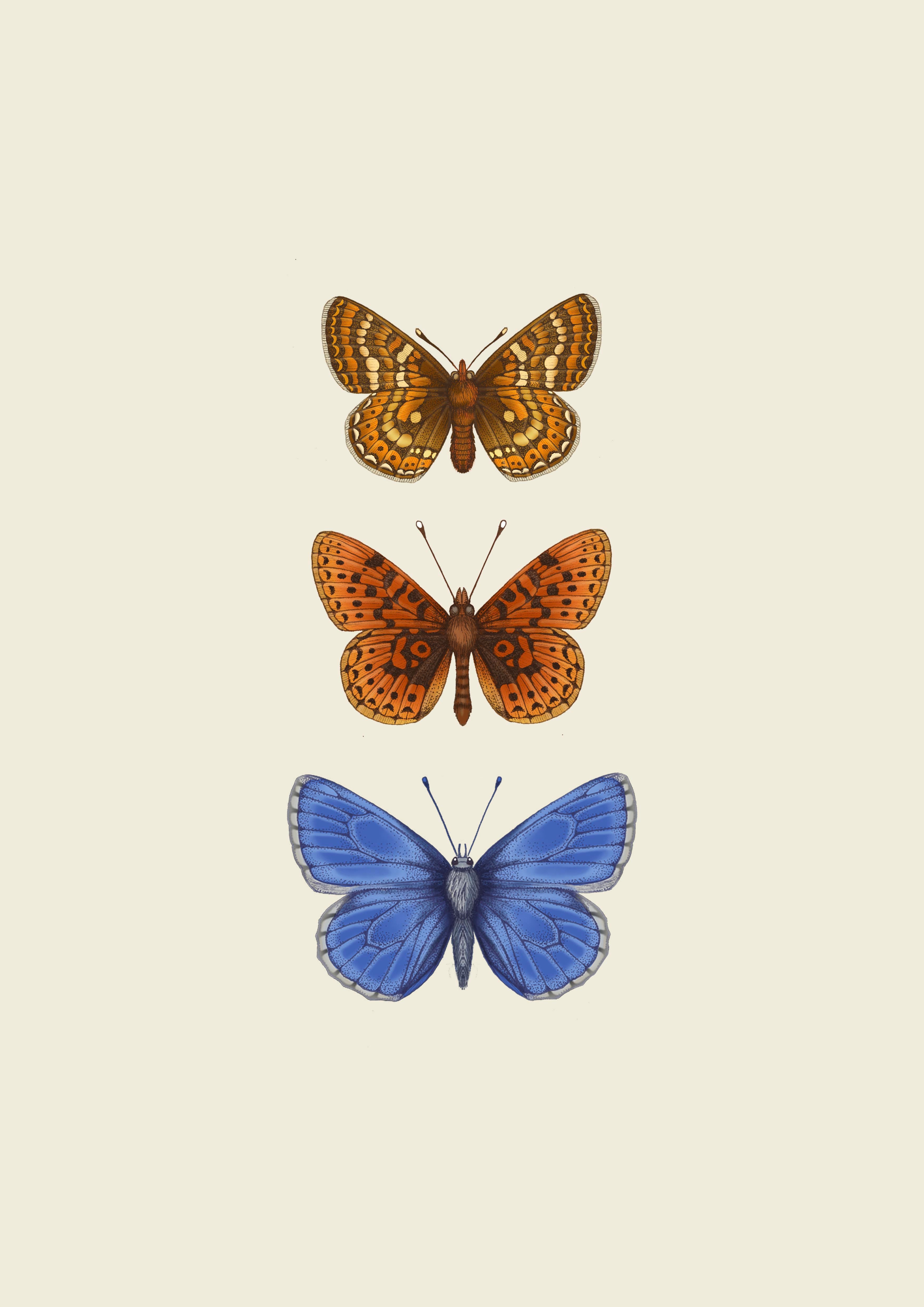 'Antique British Butterflies V' Fine Art Print