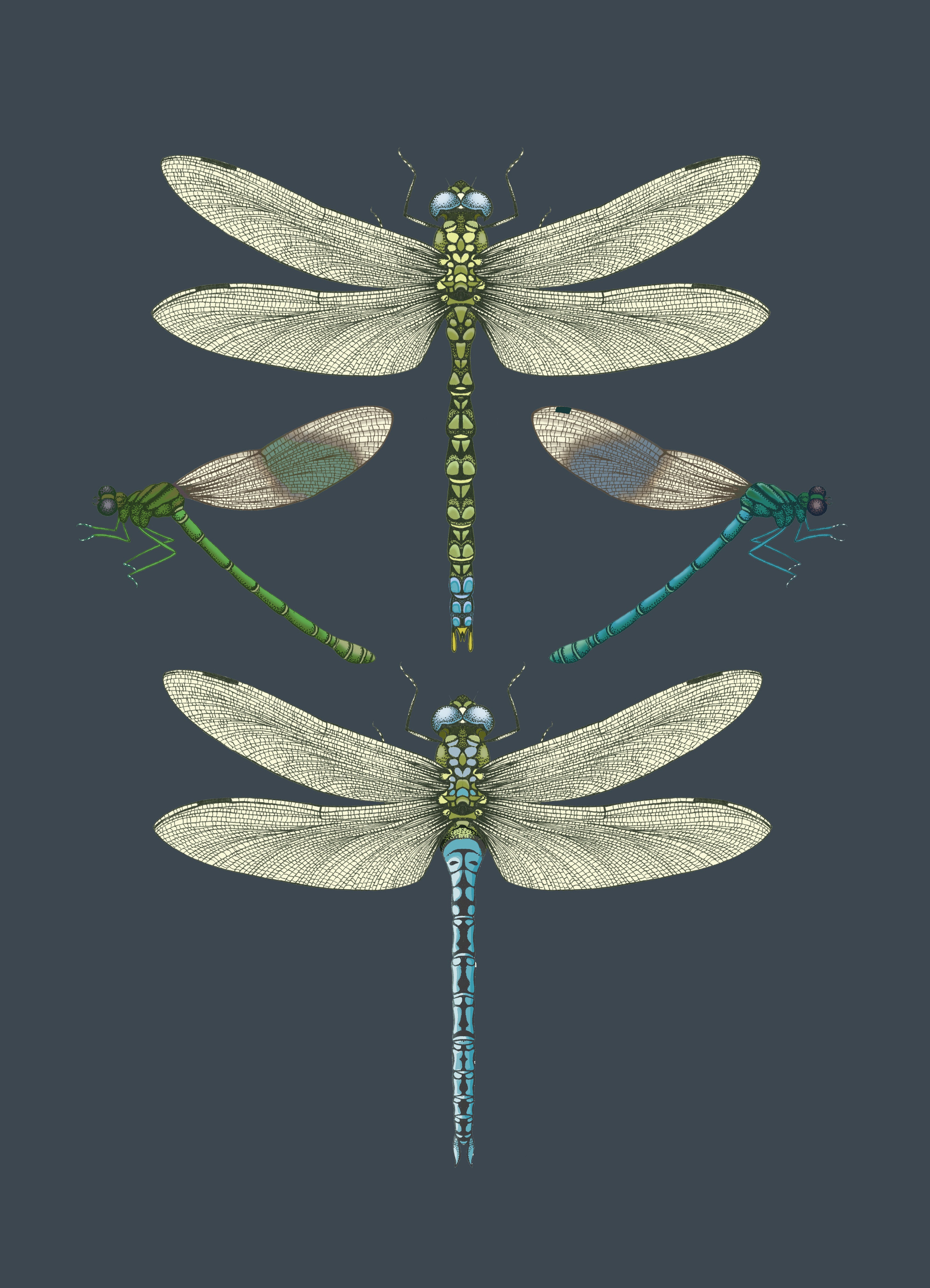 'Dragonflies & Damselflies - Navy' Fine Art Print