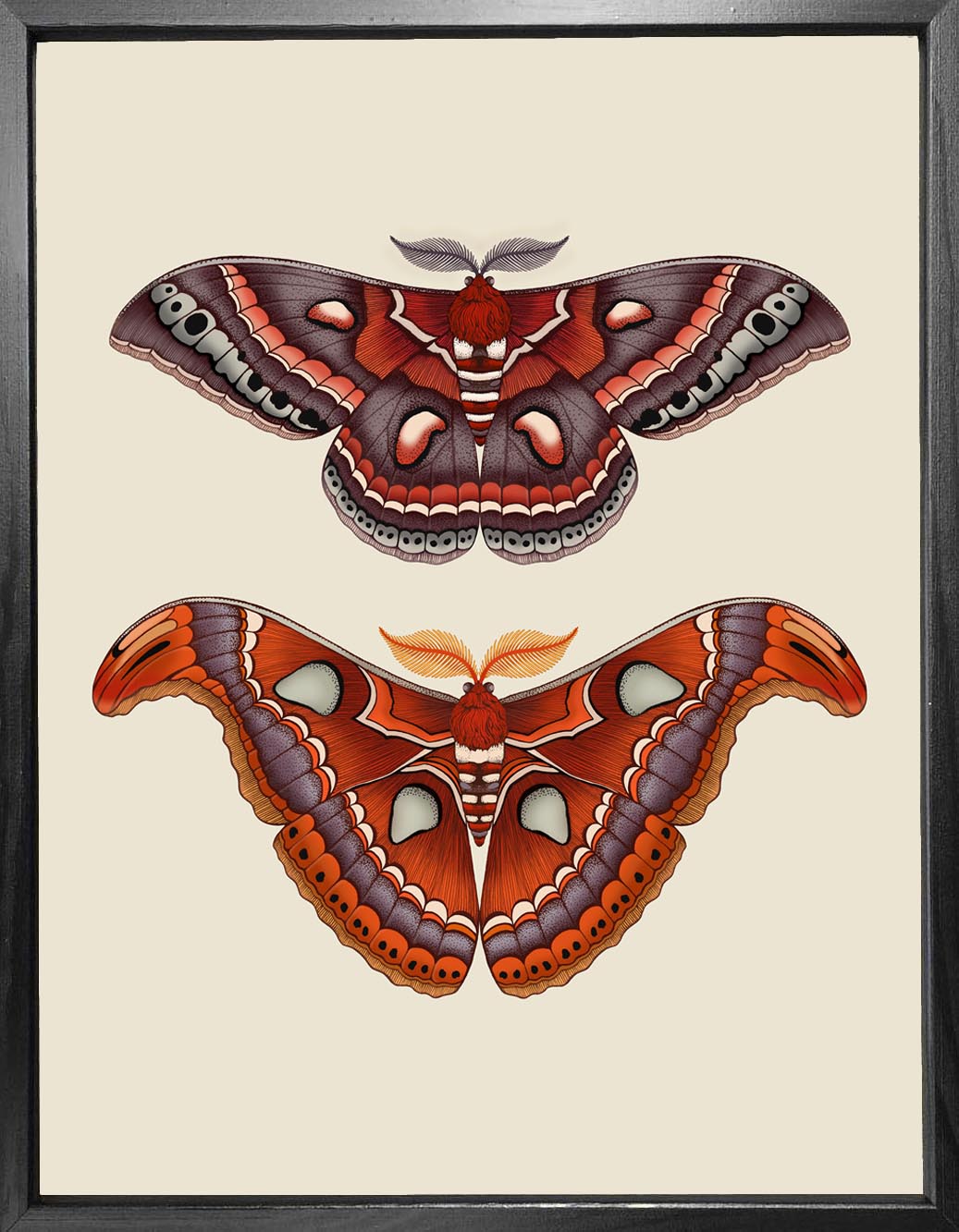 'Antique Atlas & Cecropia Moths' Fine Art Print