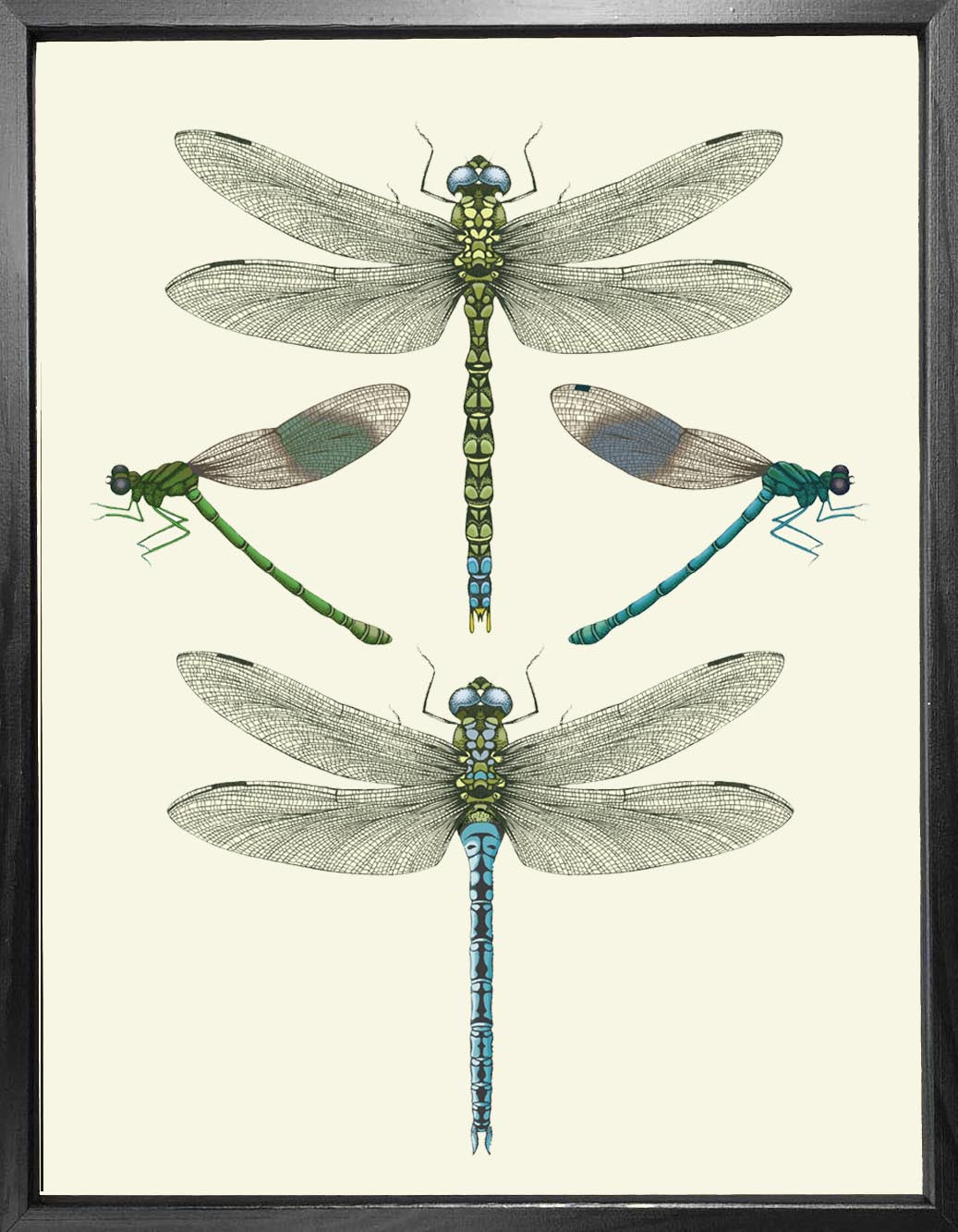 'Dragonflies & Damselflies - Cream' Fine Art Print