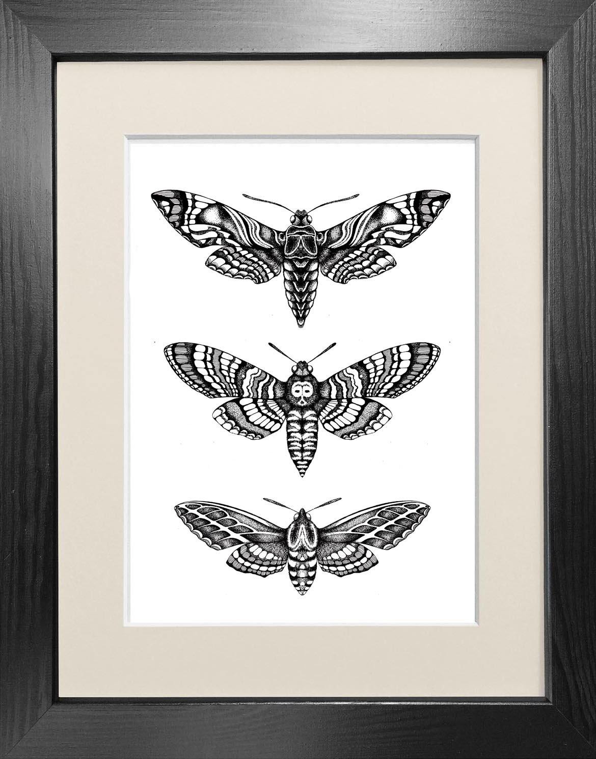 'Hawk Moths' Fine Art Print - Emily Carter London