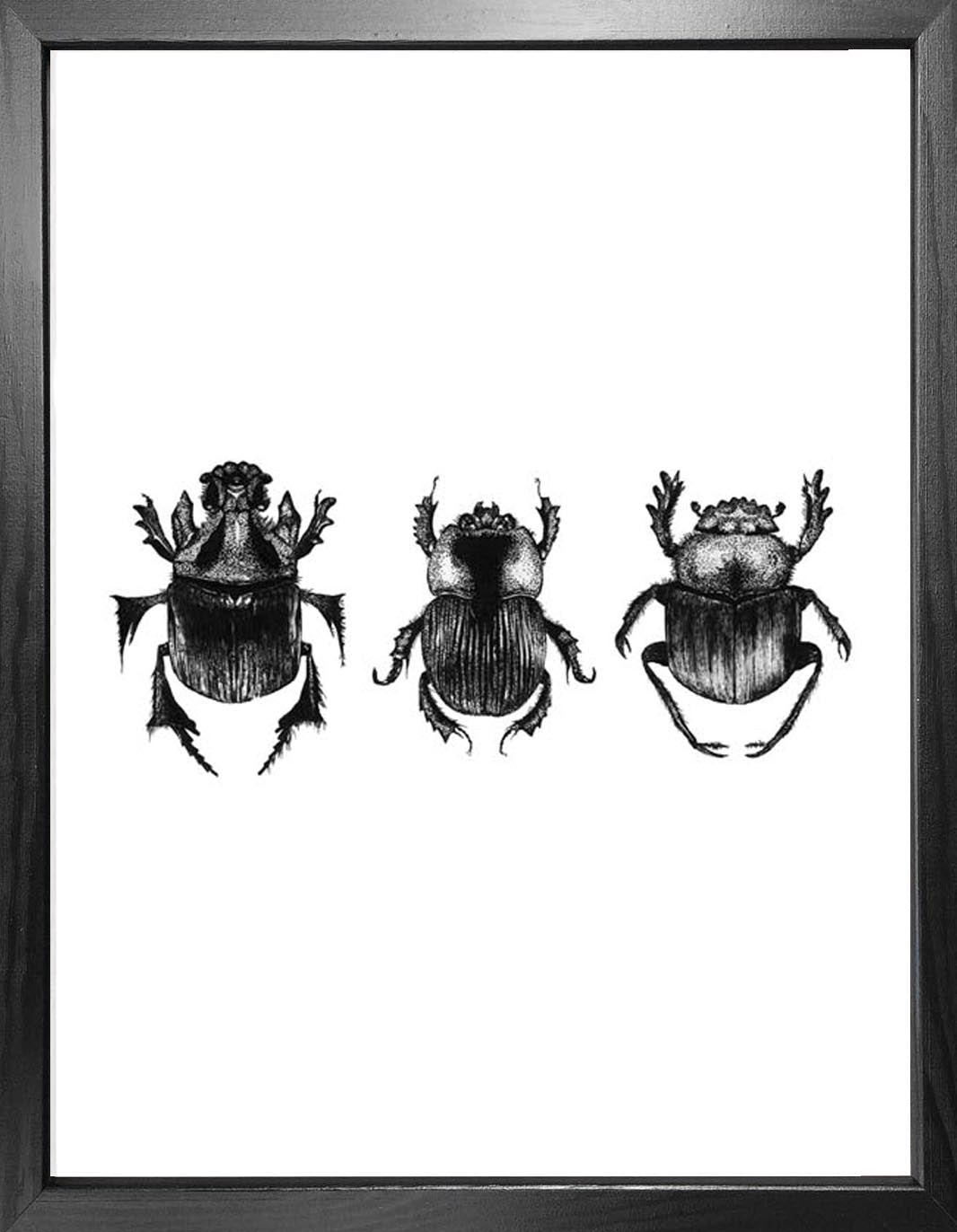 Dung Beetles' Fine Art Print