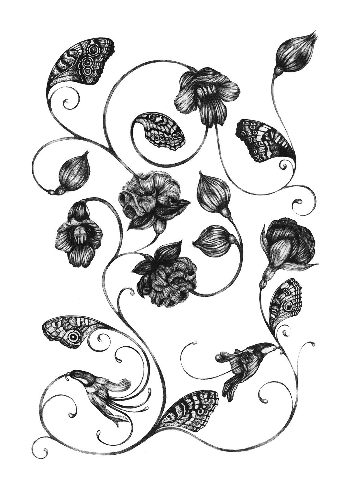 'Magellanicadoptera' Fine Art Print - Emily Carter London