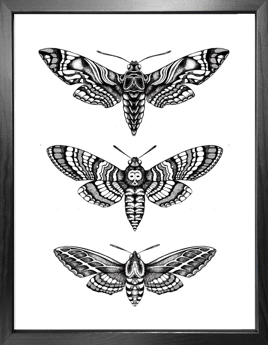 'Hawk Moths' Fine Art Print
