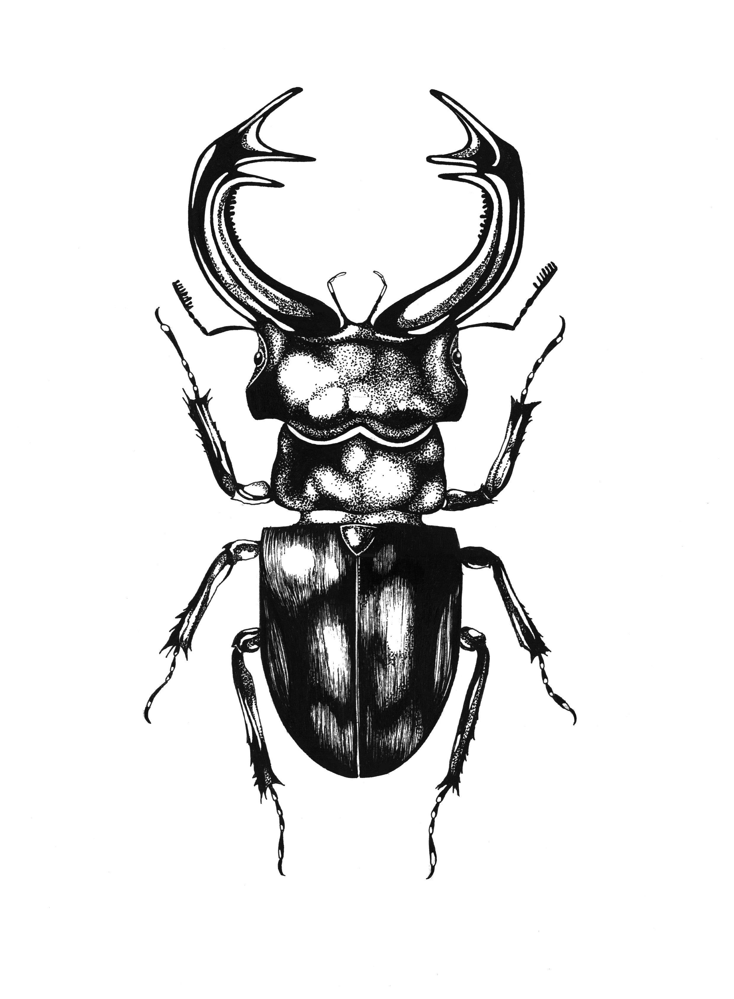 'The Stag Beetle' Fine Art Print - Emily Carter London