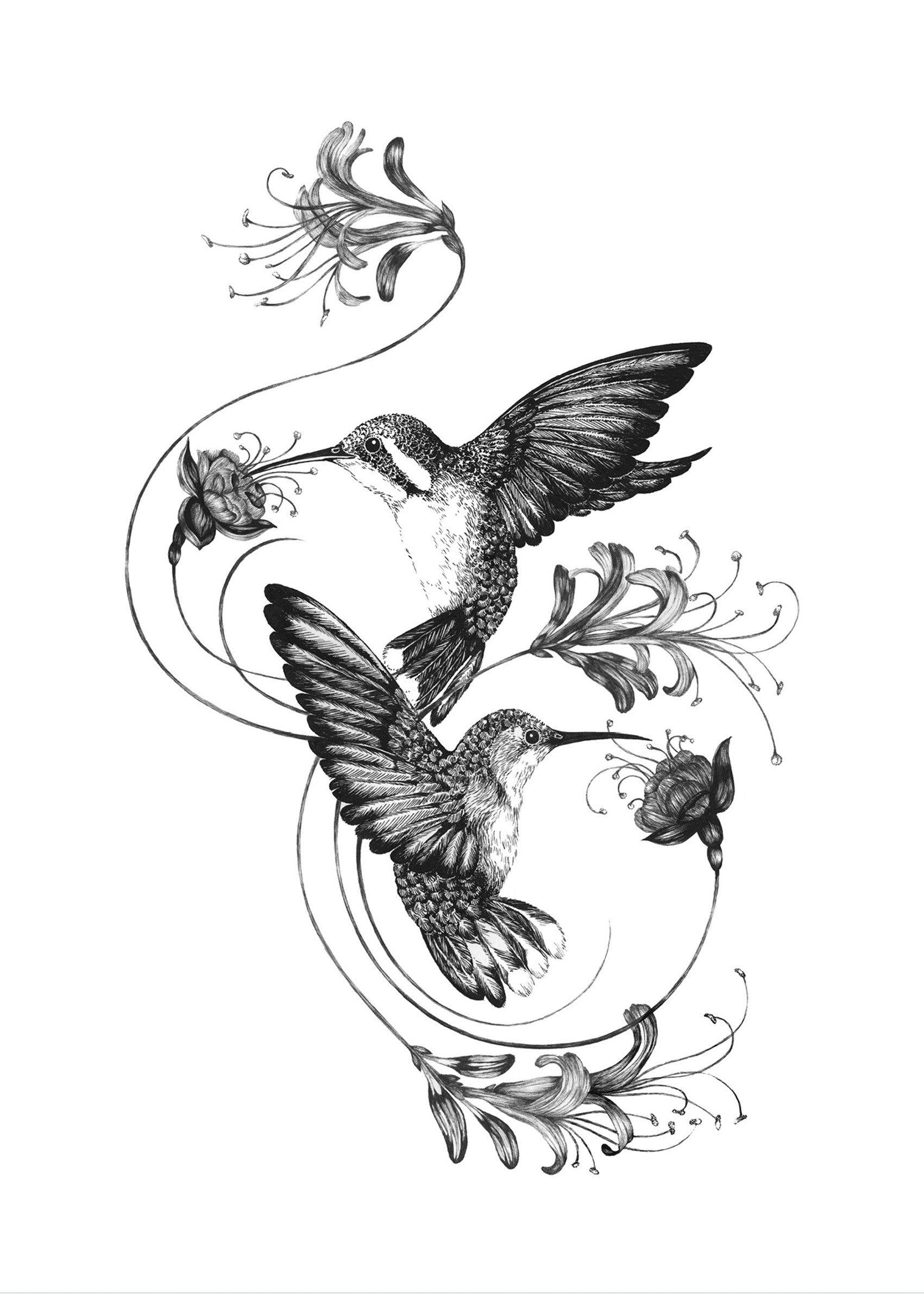 'Hummingbirds & Honeysuckle' Fine Art Print - Emily Carter London