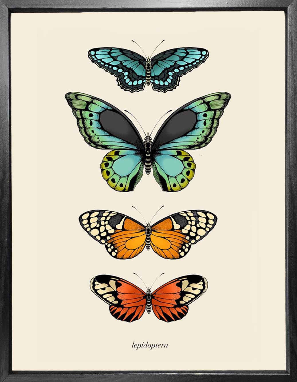 'Antique Tropical Butterflies II' Fine Art Print