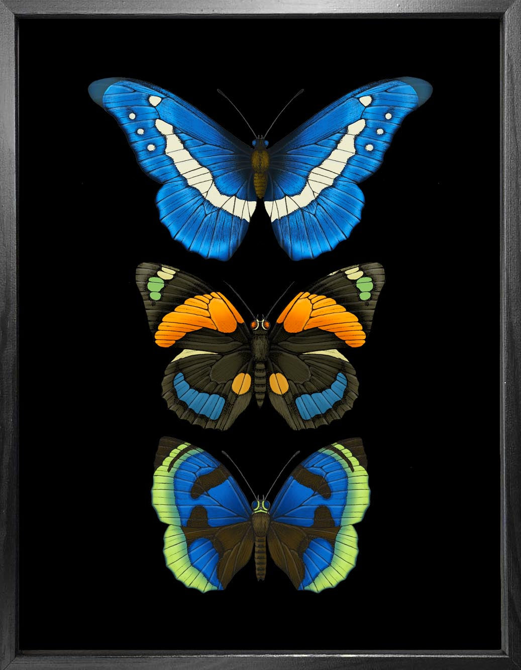 'Antique Tropical Butterflies VI' Fine Art Print