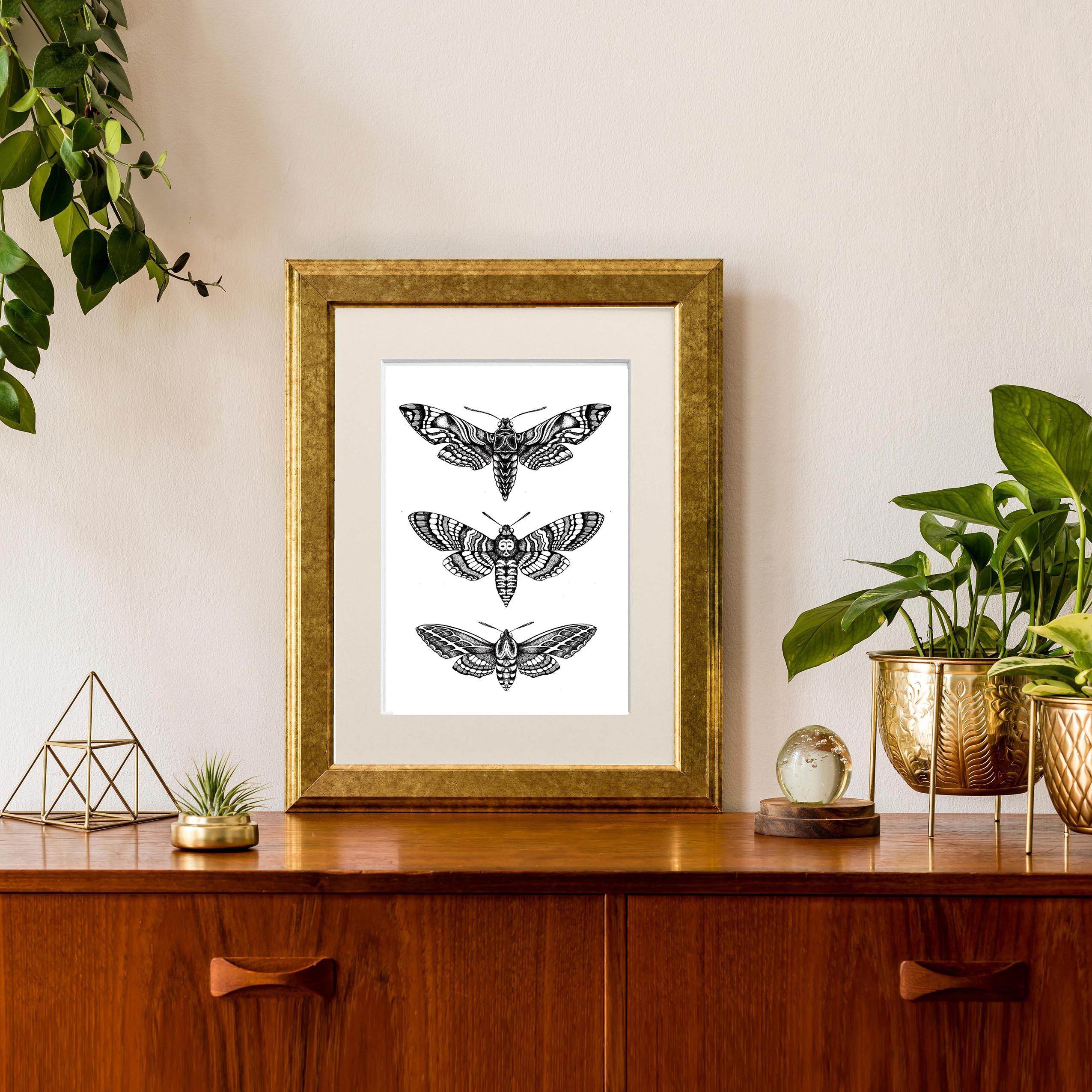 'Hawk Moths' Fine Art Print - Emily Carter London
