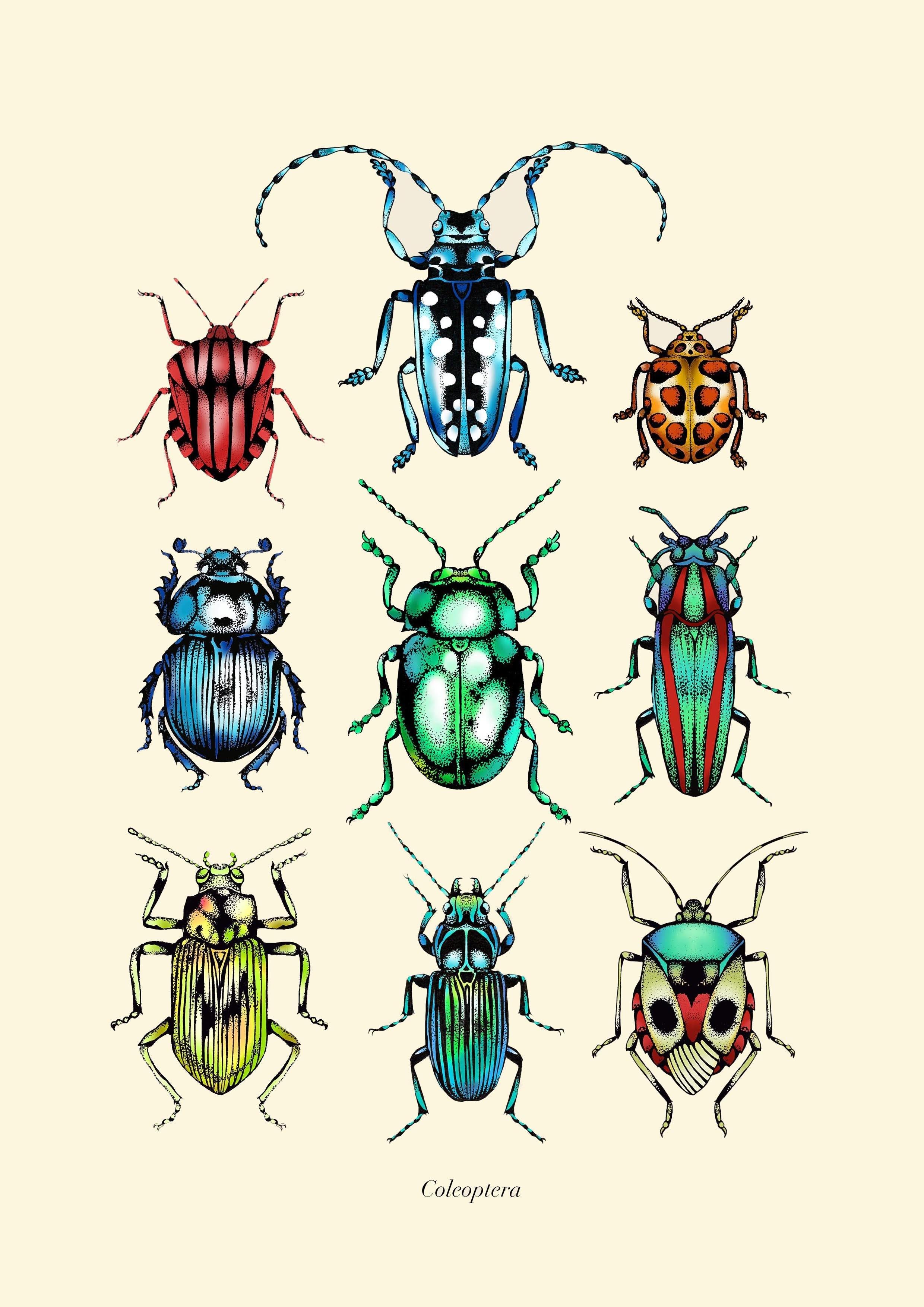 'Antique Tropical Beetles' Fine Art Print - Emily Carter London