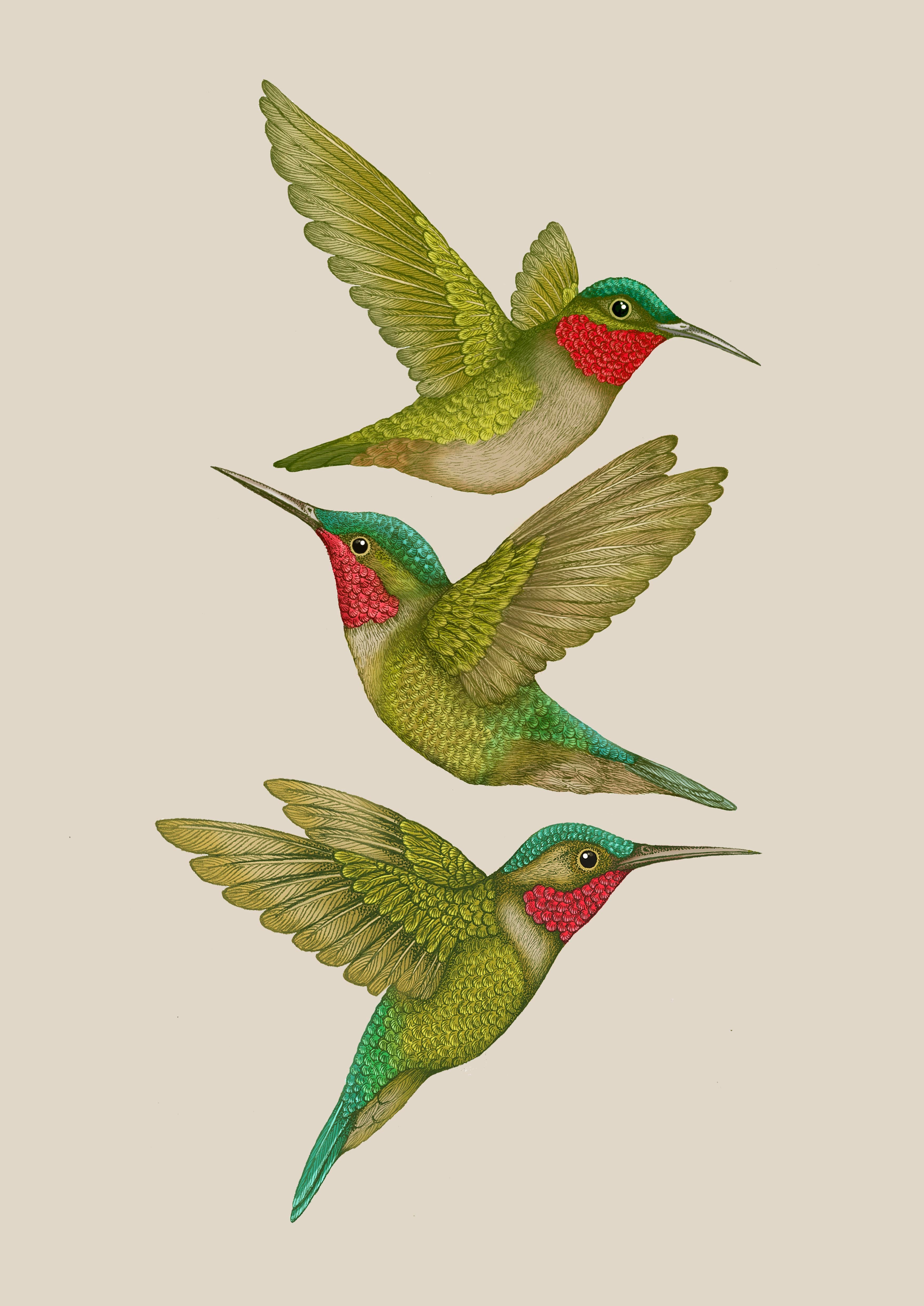 'Antique Tropical Hummingbirds' Cream Fine Art Print