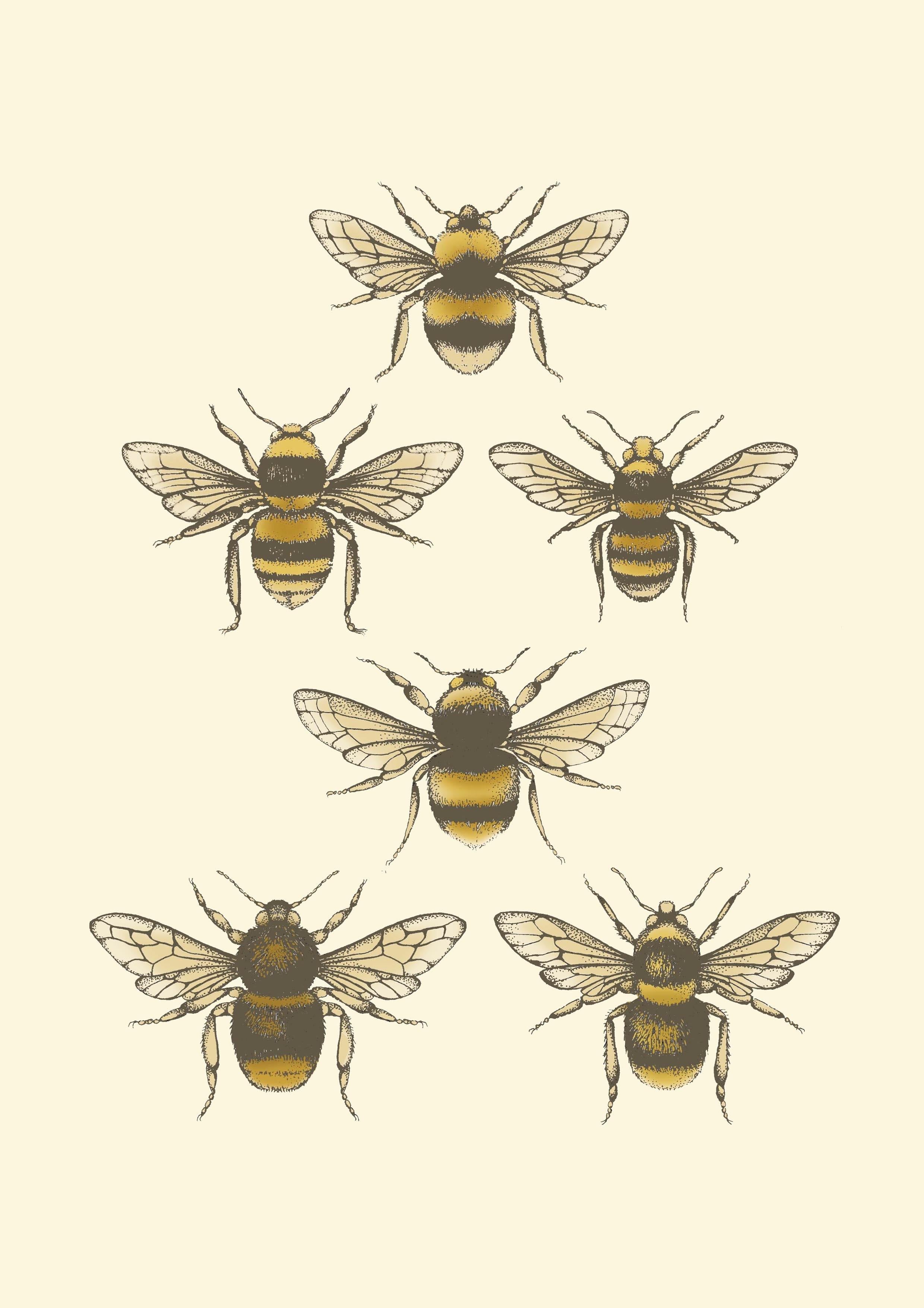 'Antique British Bees' Fine Art Print - Emily Carter London