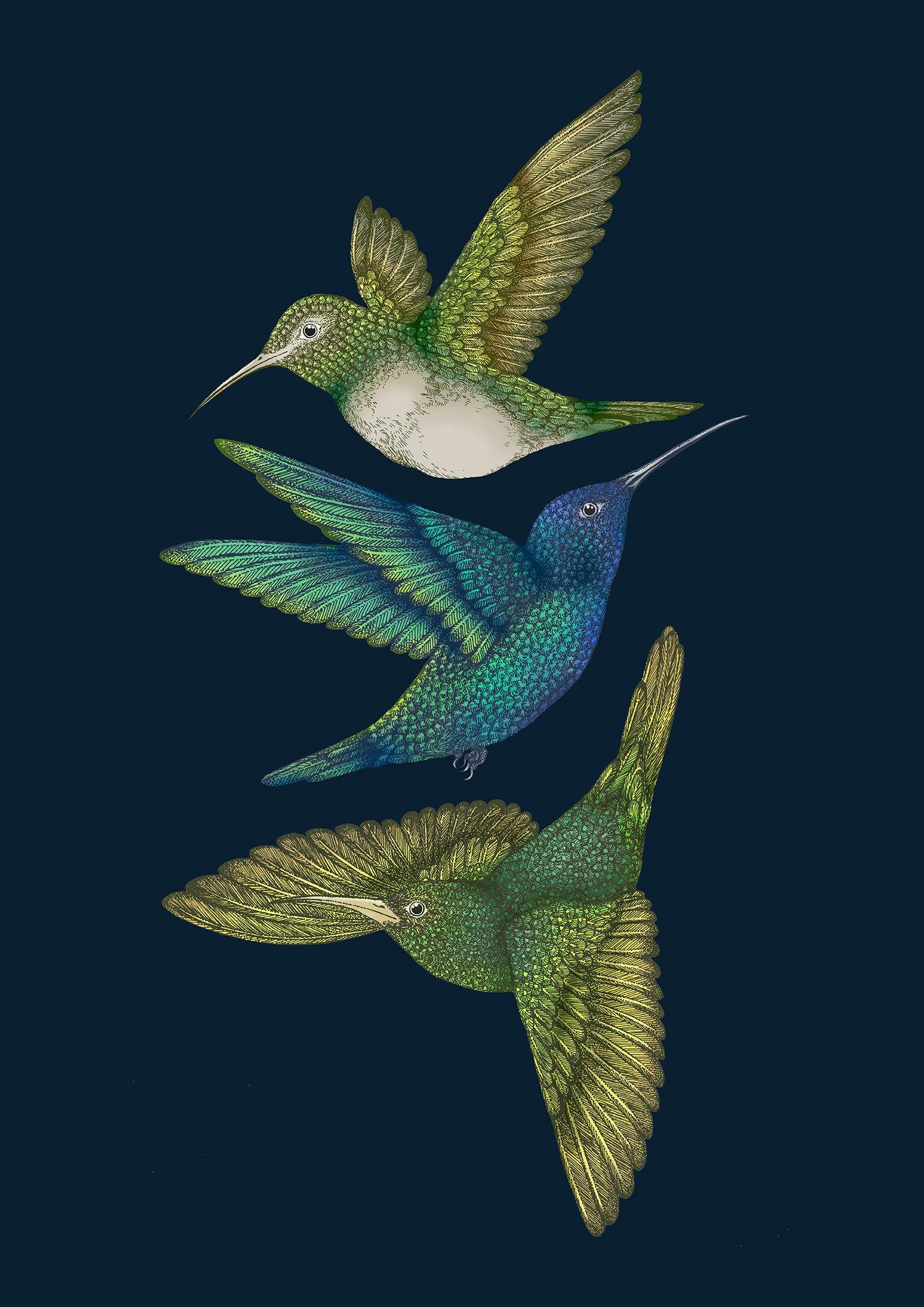 'Antique Hummingbirds III' Indigo Fine Art Print - Emily Carter London