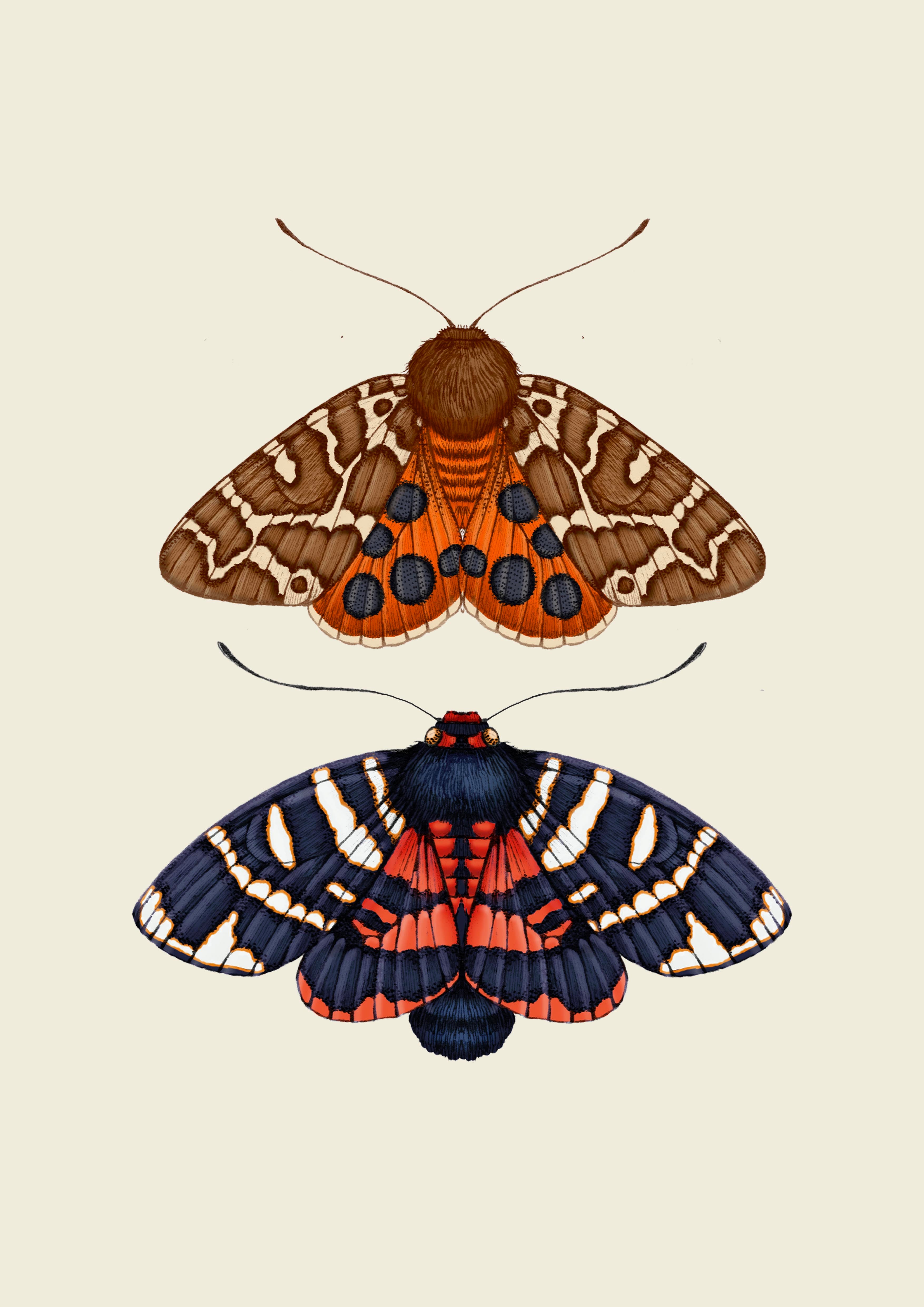 'Antique British Moths II' Fine Art Print