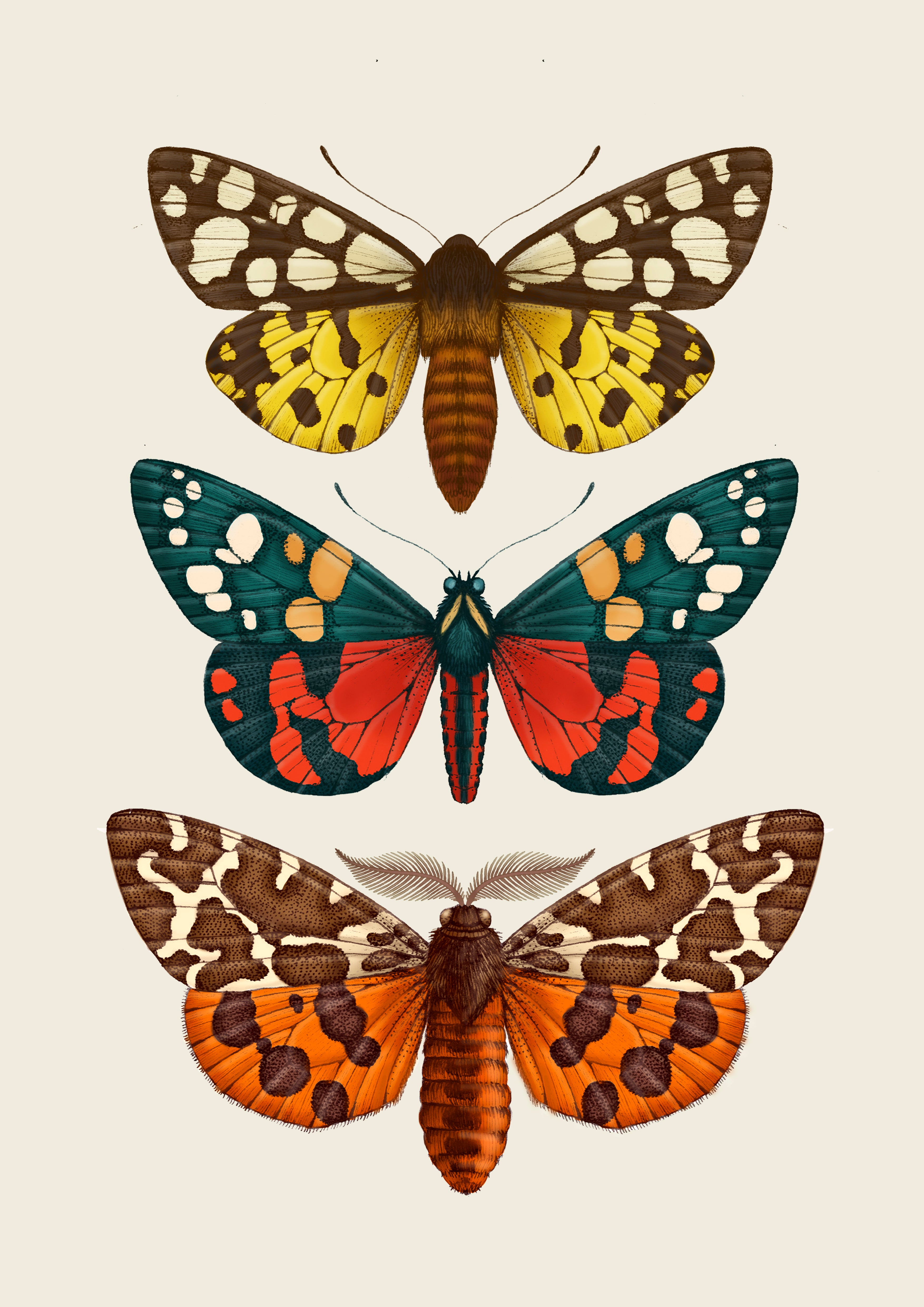 'Antique British Moths' Fine Art Print