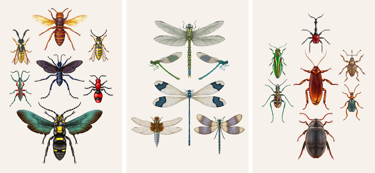 Emily Garces Insects Insects