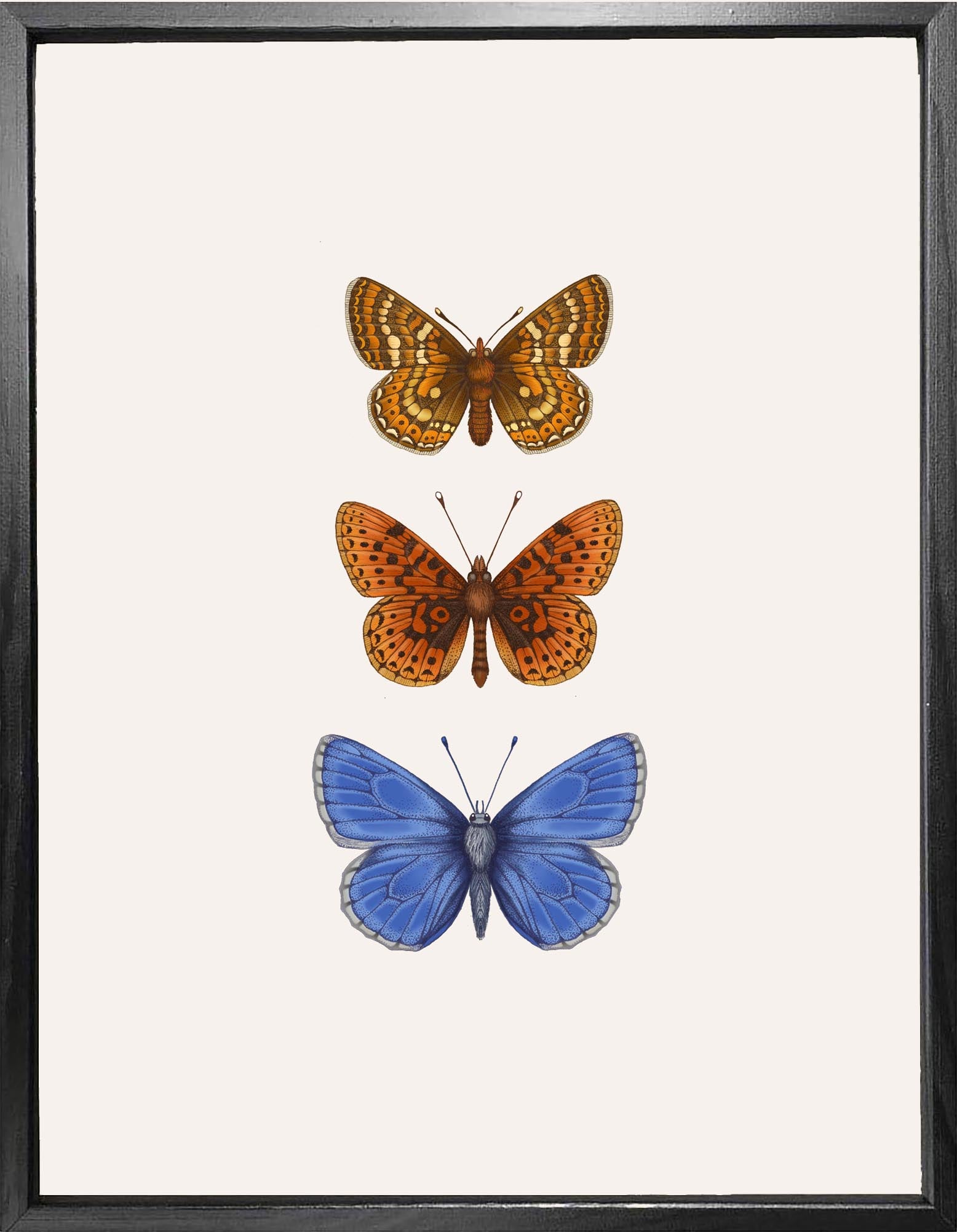 'Antique British Butterflies V' Fine Art Print