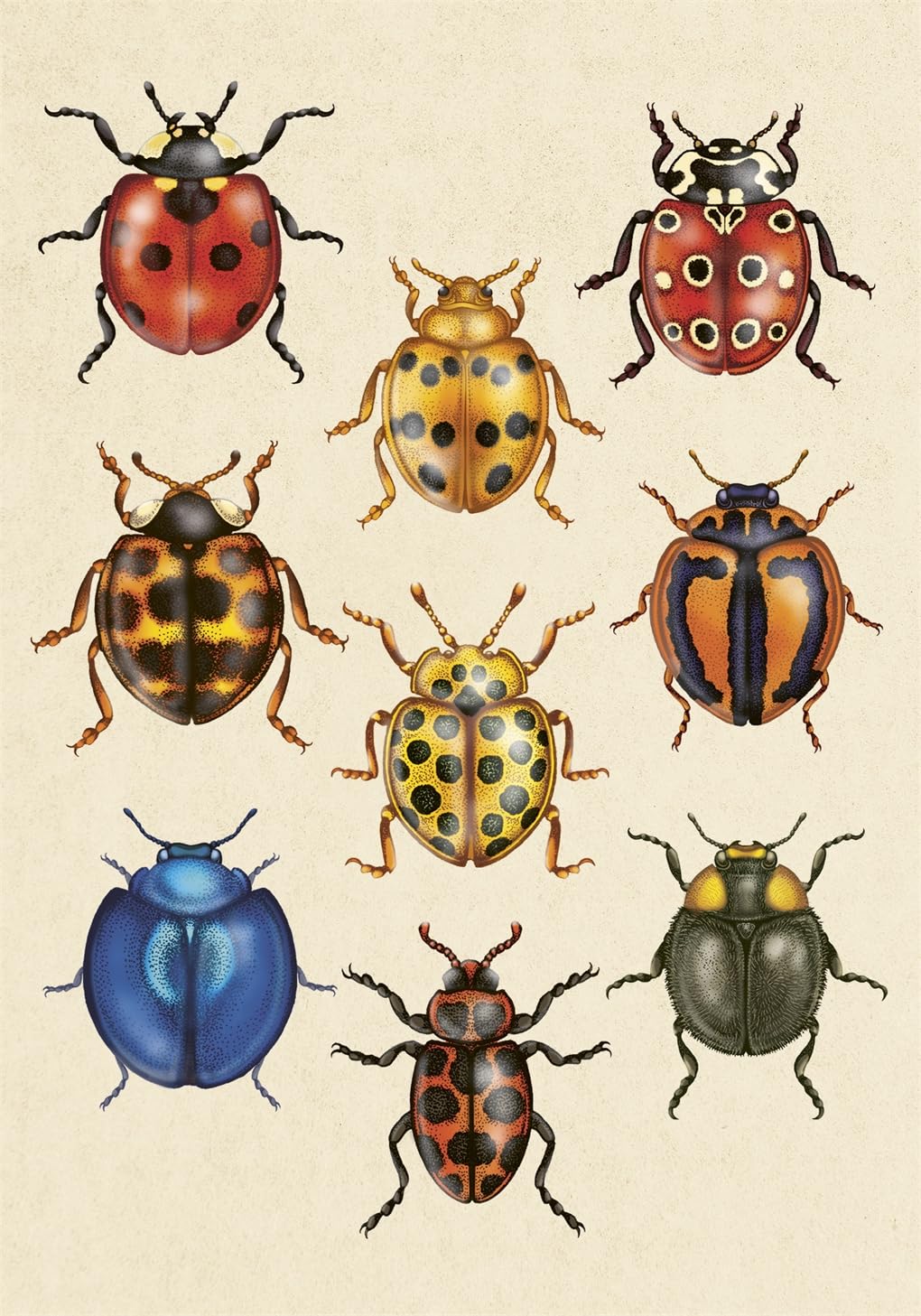 'Insectarium Post Cards' by Emily Carter