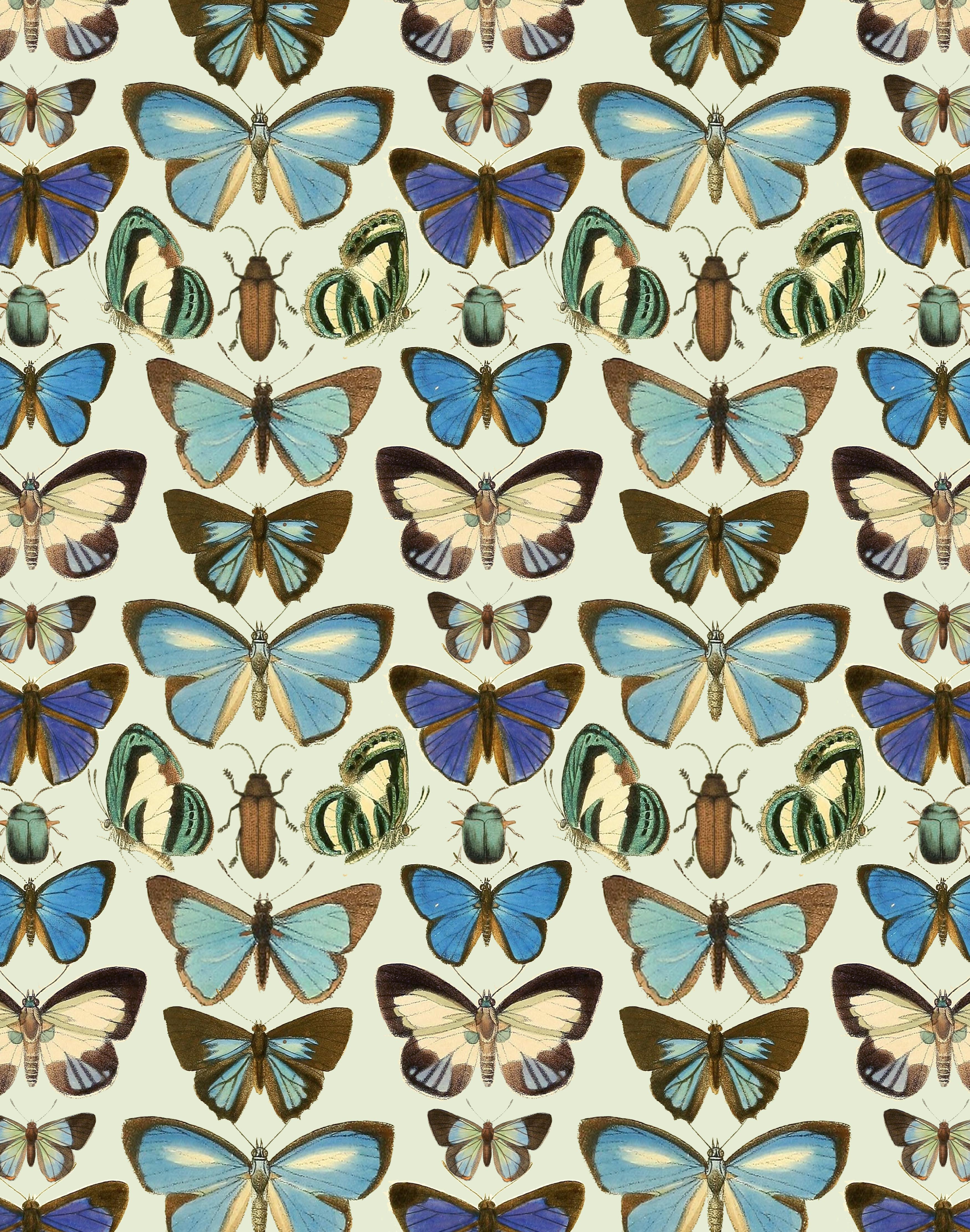 British Butterfly Print