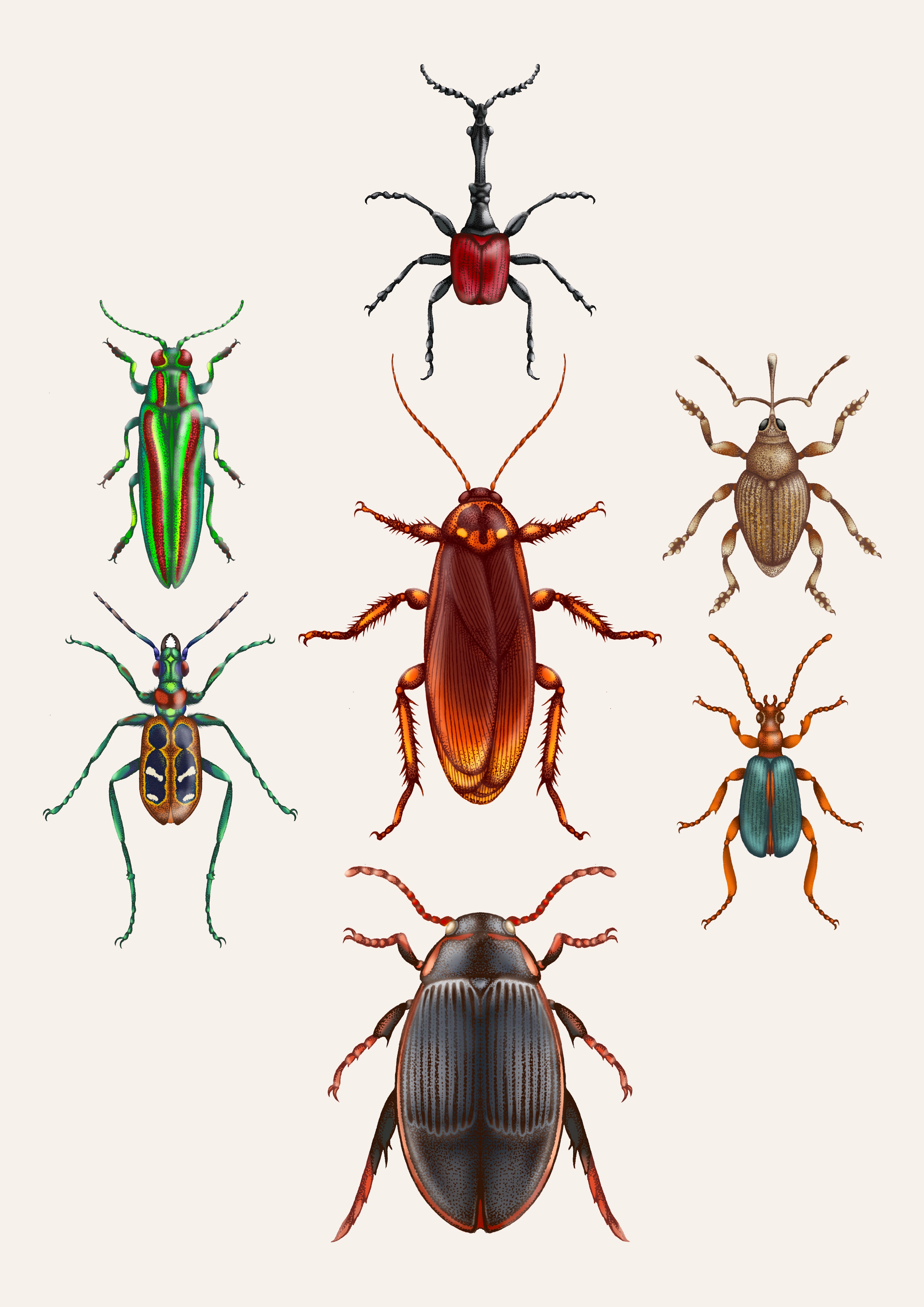 'Beetles & Cockroaches' Fine Art Print