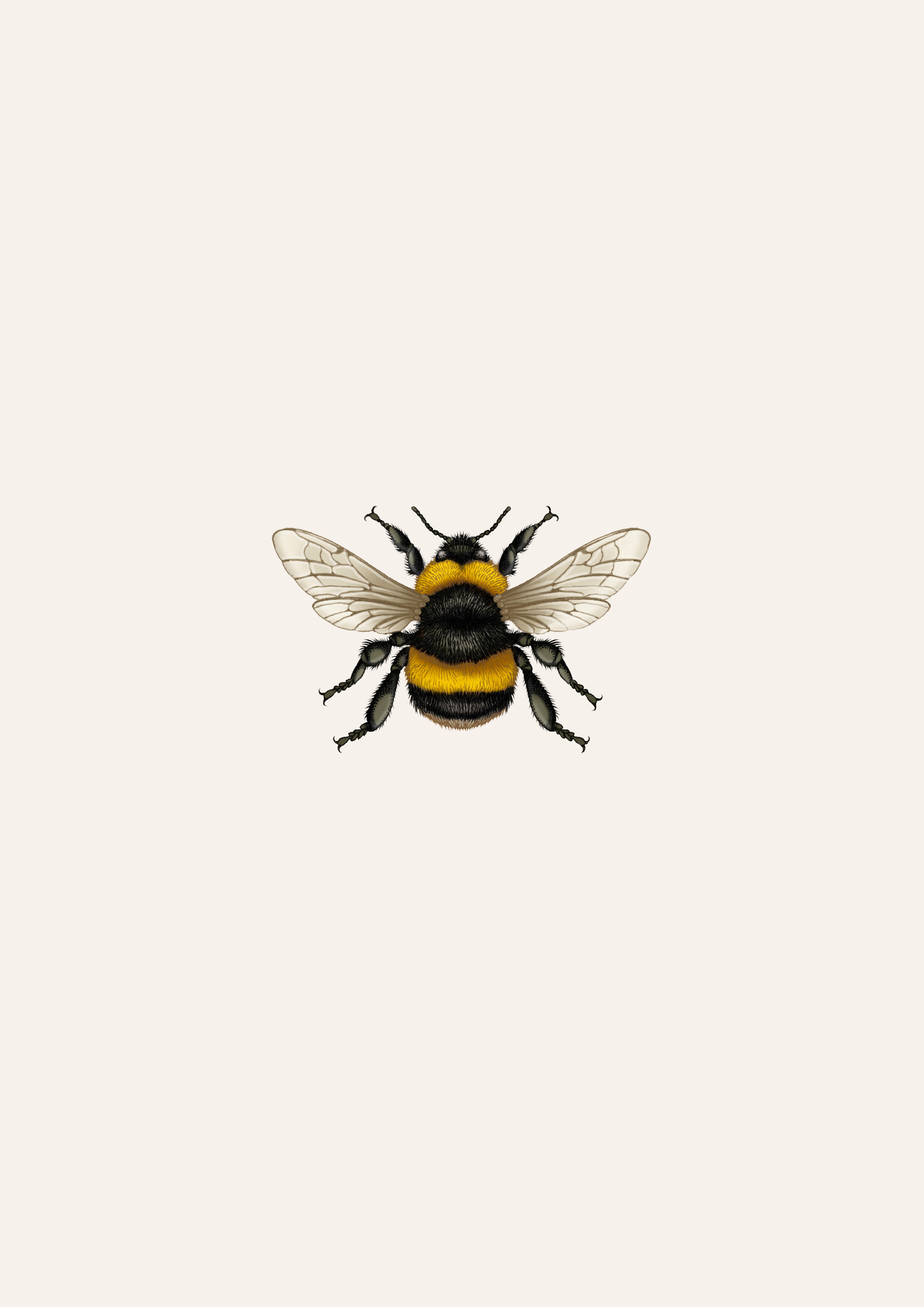 'British Bumble Bee' Fine Art Print