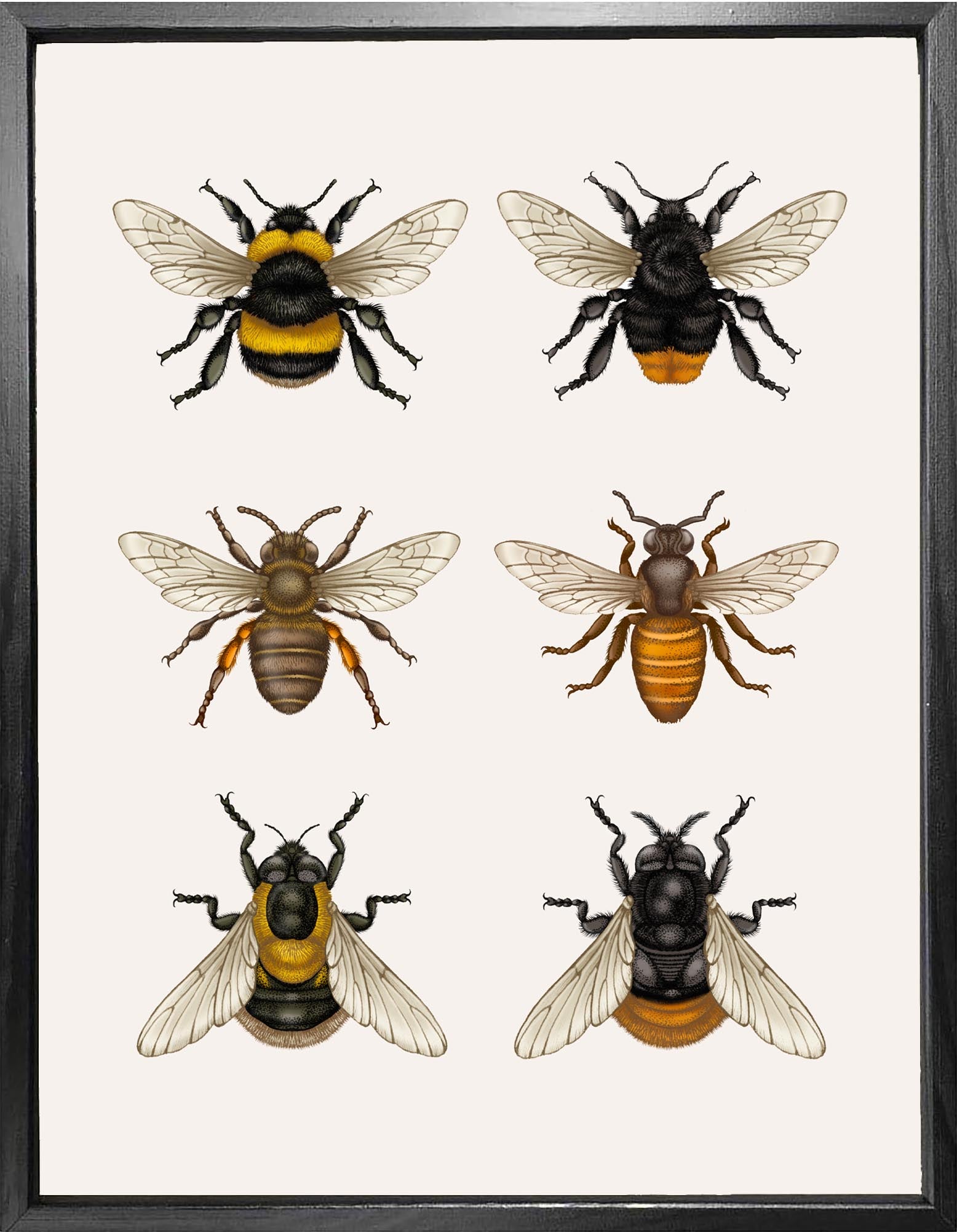 'British Bees & Hover Flies' Fine Art Print