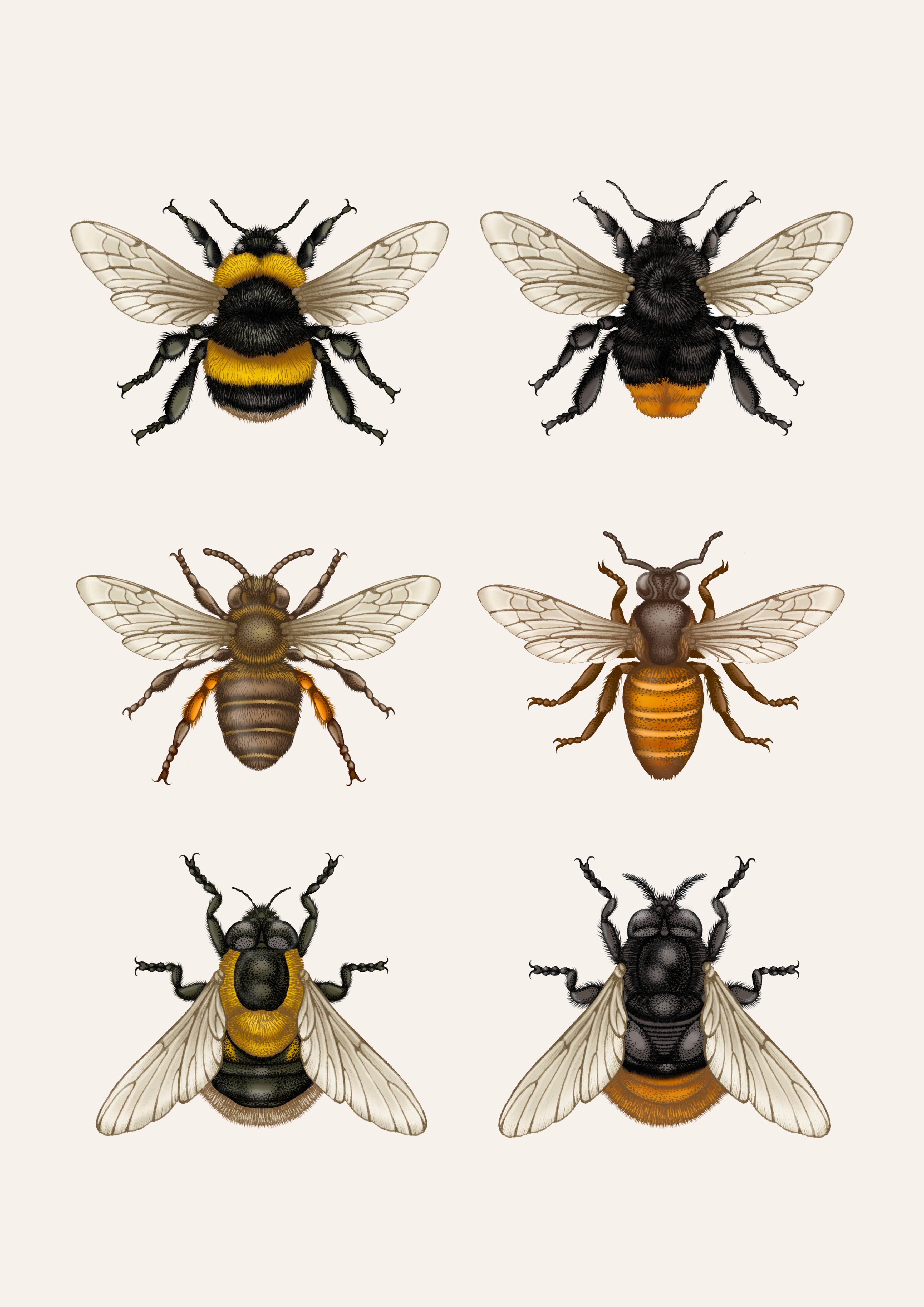 'British Bees & Hover Flies' Fine Art Print