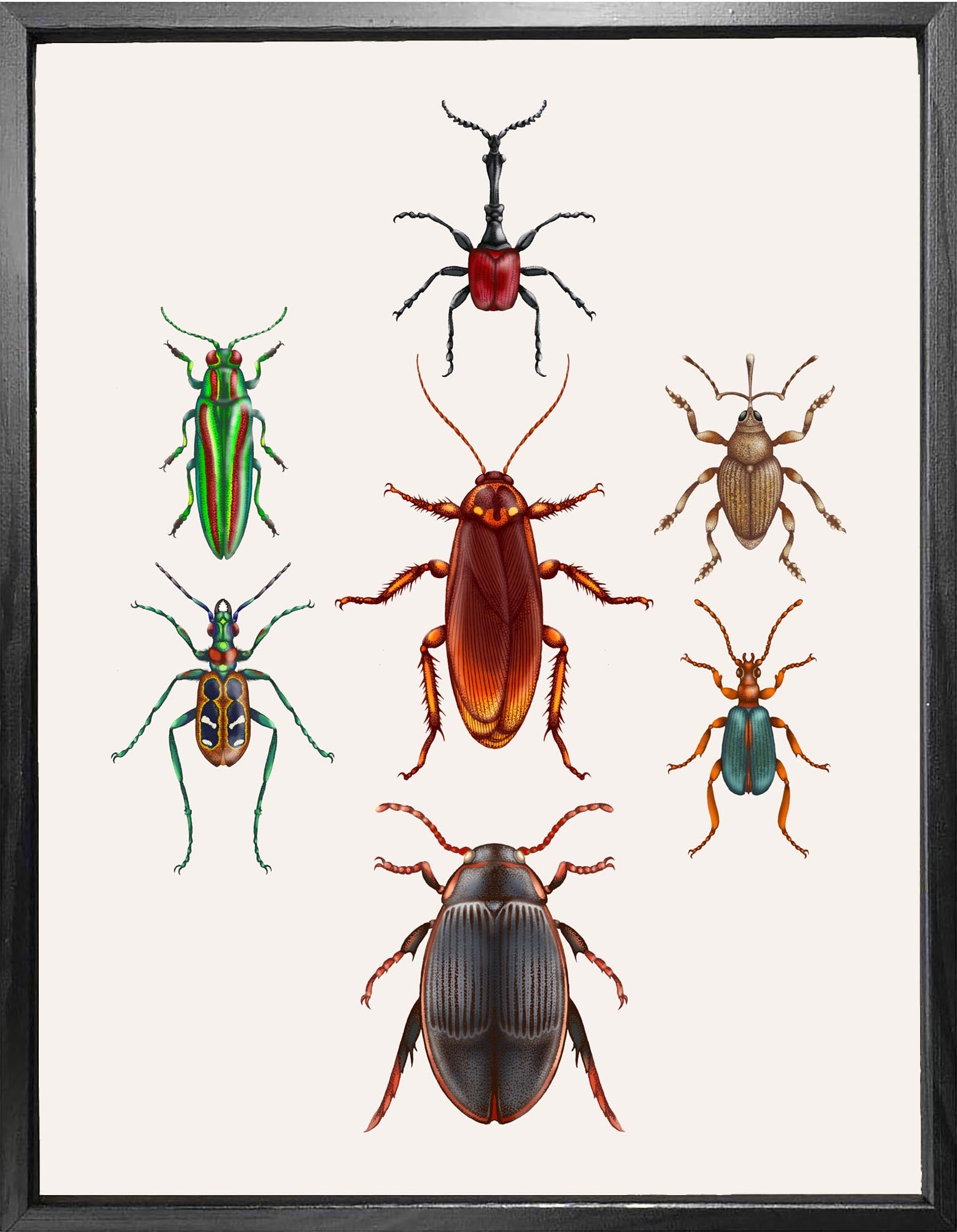 'Beetles & Cockroaches' Fine Art Print