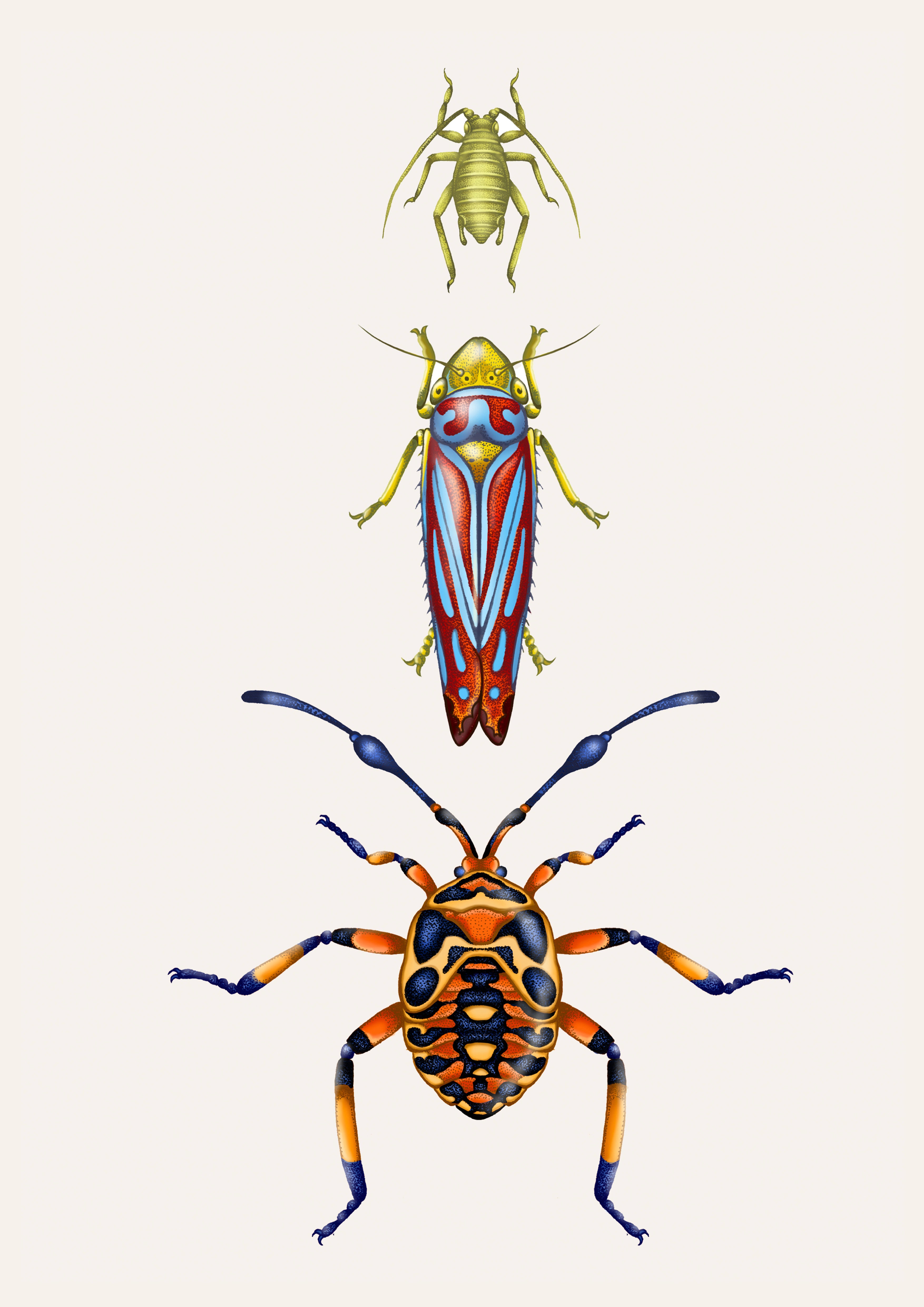 'Tropical Beetles & Aphids' Fine Art Print