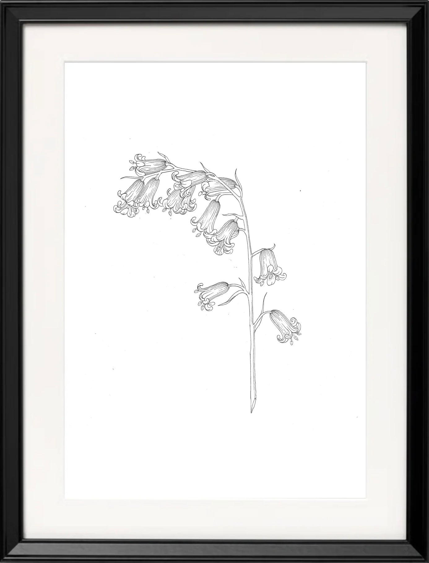 'Bluebells, 2023' | Signed Original A4 Illustration