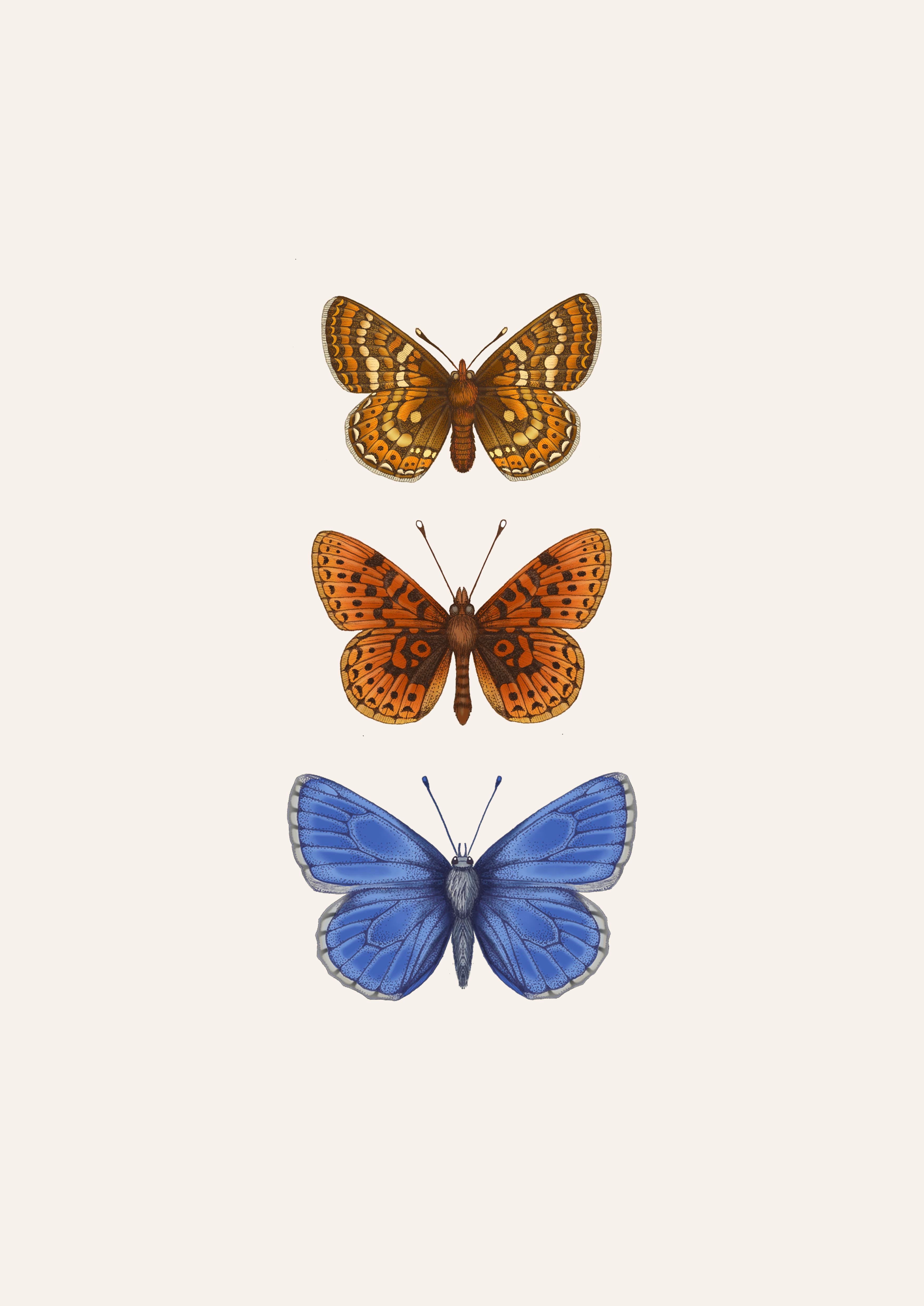 'Antique British Butterflies V' Fine Art Print