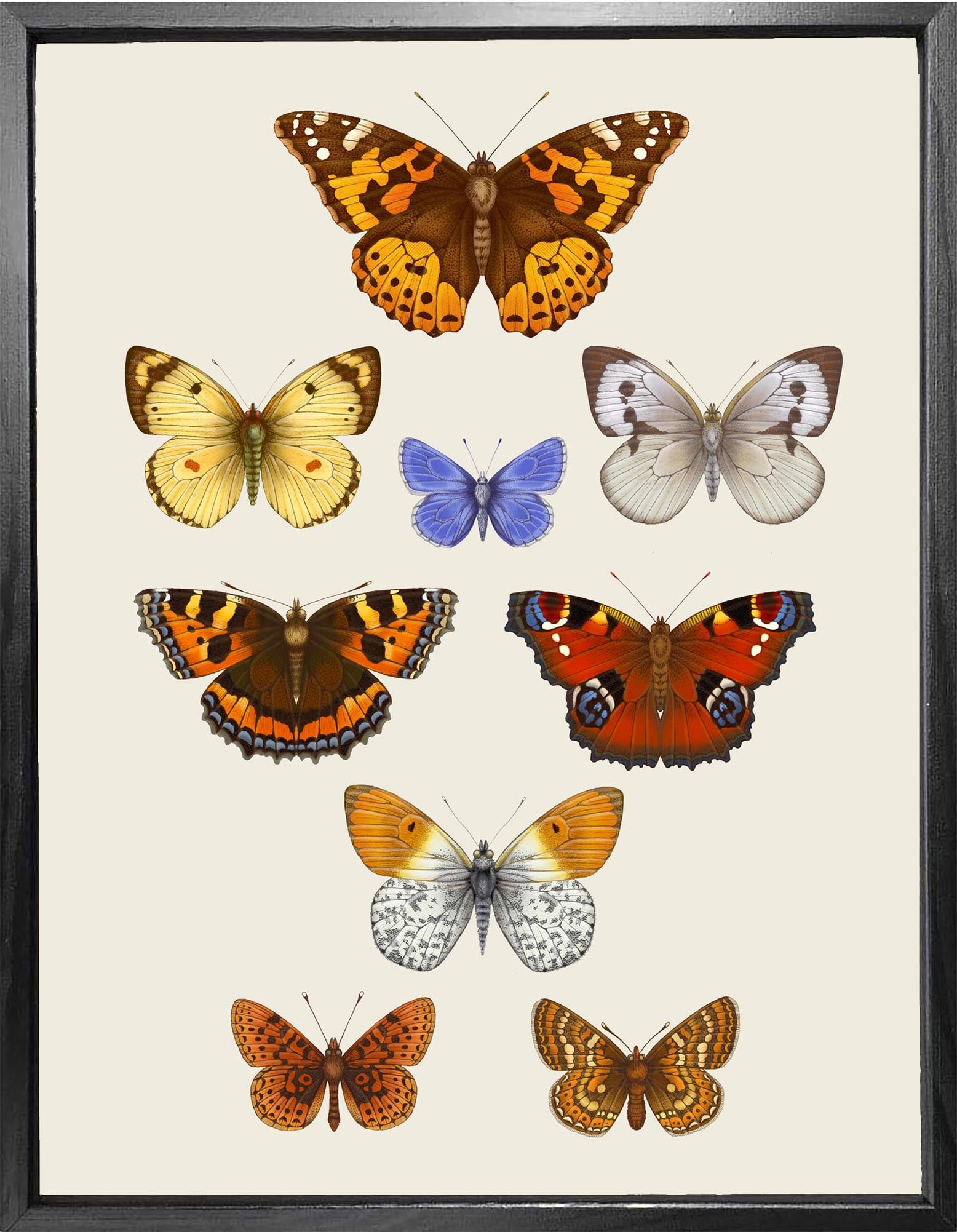 Antique British Butterflies VII' Fine Art Print