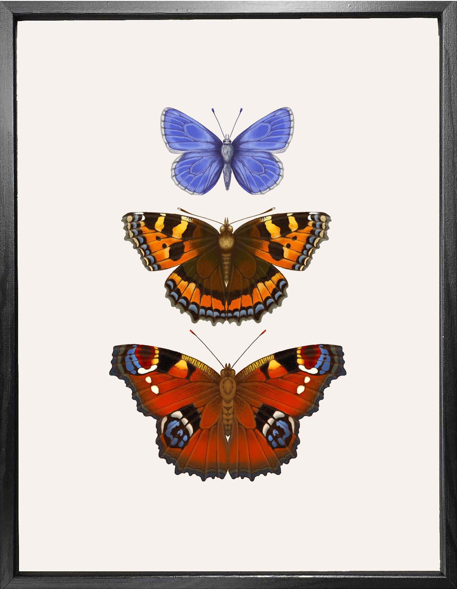 'Antique British Butterflies VI' Fine Art Print