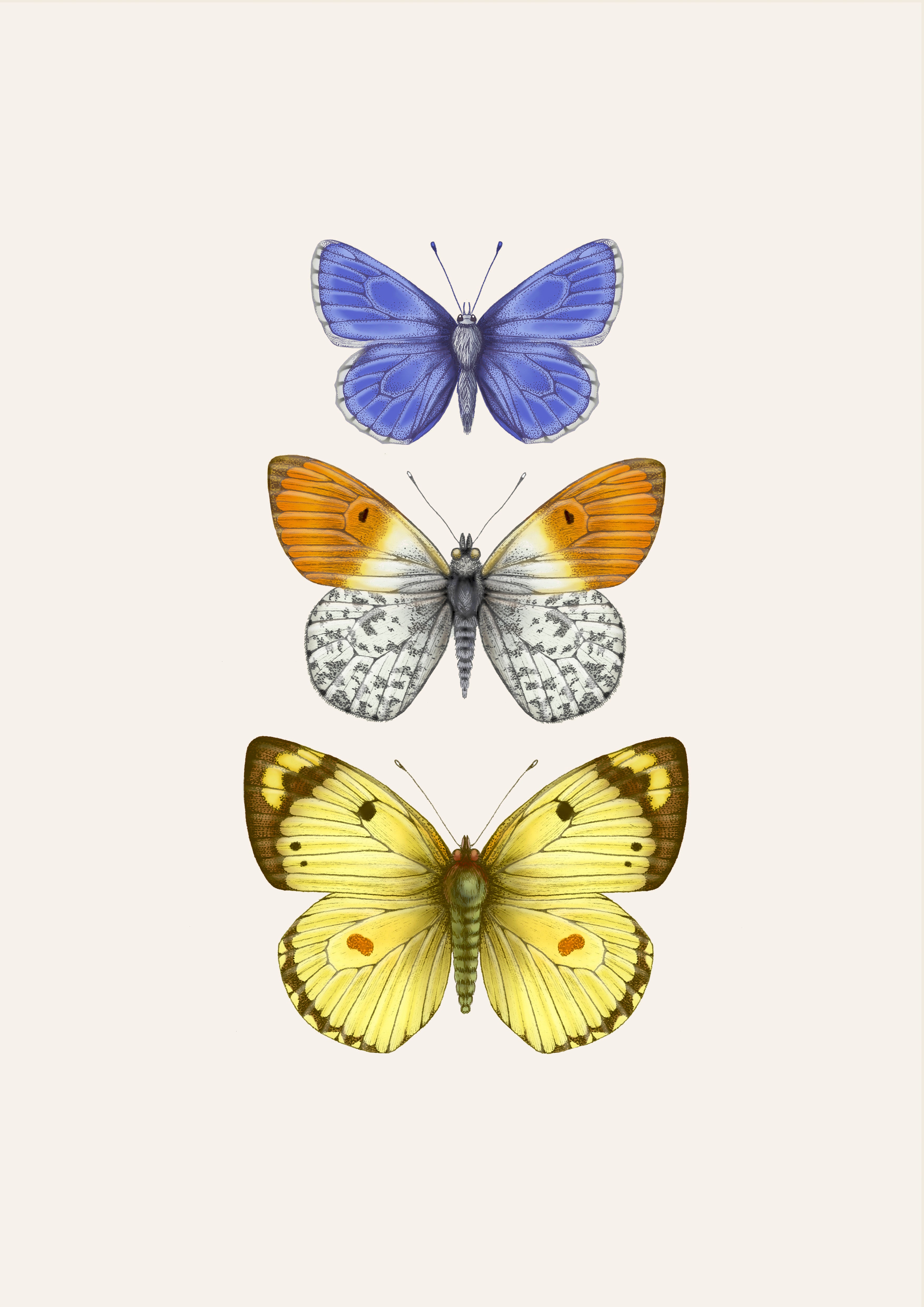 'Antique British Butterflies II' Fine Art Print