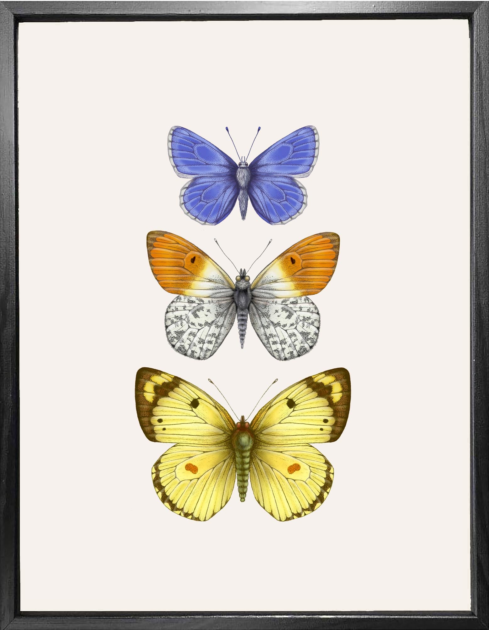 'Antique British Butterflies II' Fine Art Print