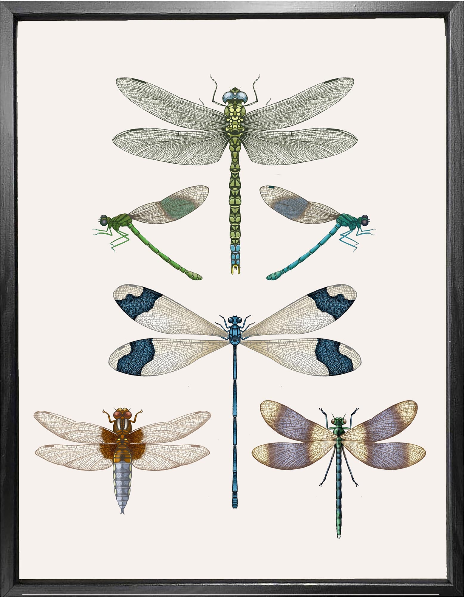 'Dragonflies & Damselflies II' Fine Art Print