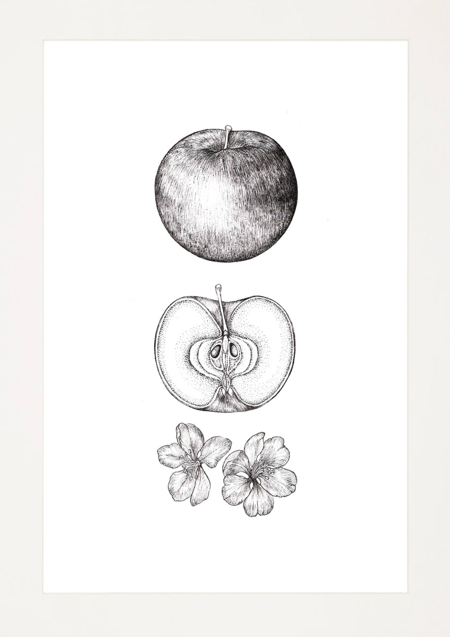 'Apple Tree, 2026' | Signed Original A4 Illustration