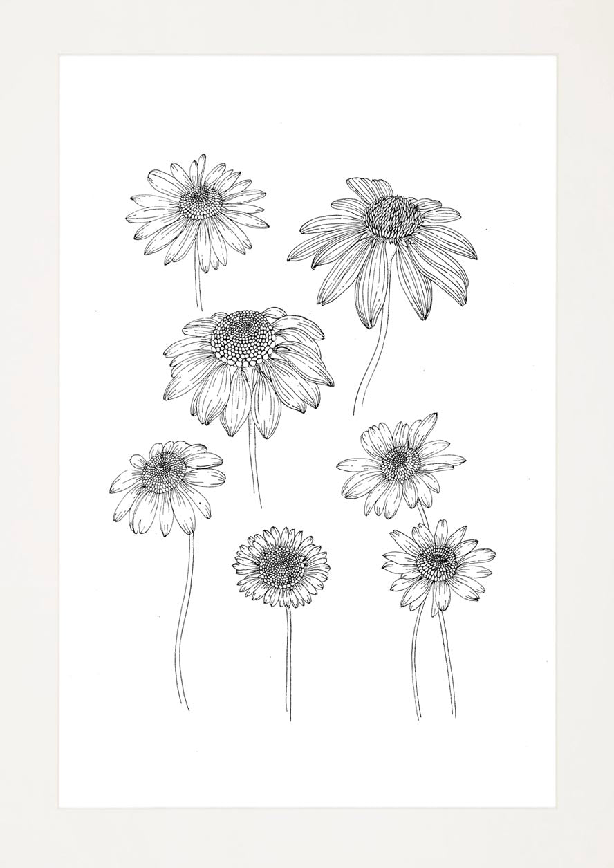 'Daisies, 2023' | Signed Original A4 Illustration