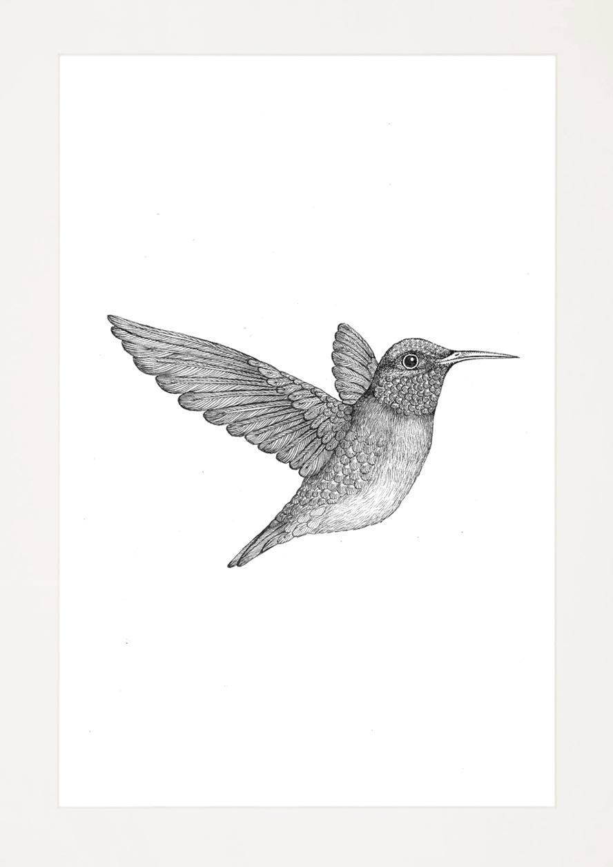 'Hummingbird II, 2024' | Signed Original A4 Illustration