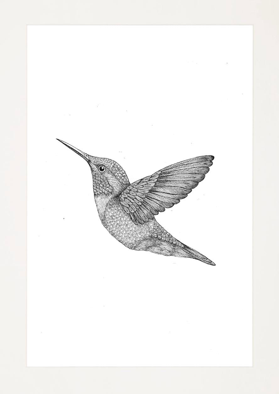 'Hummingbird, 2024' | Signed Original A4 Illustration