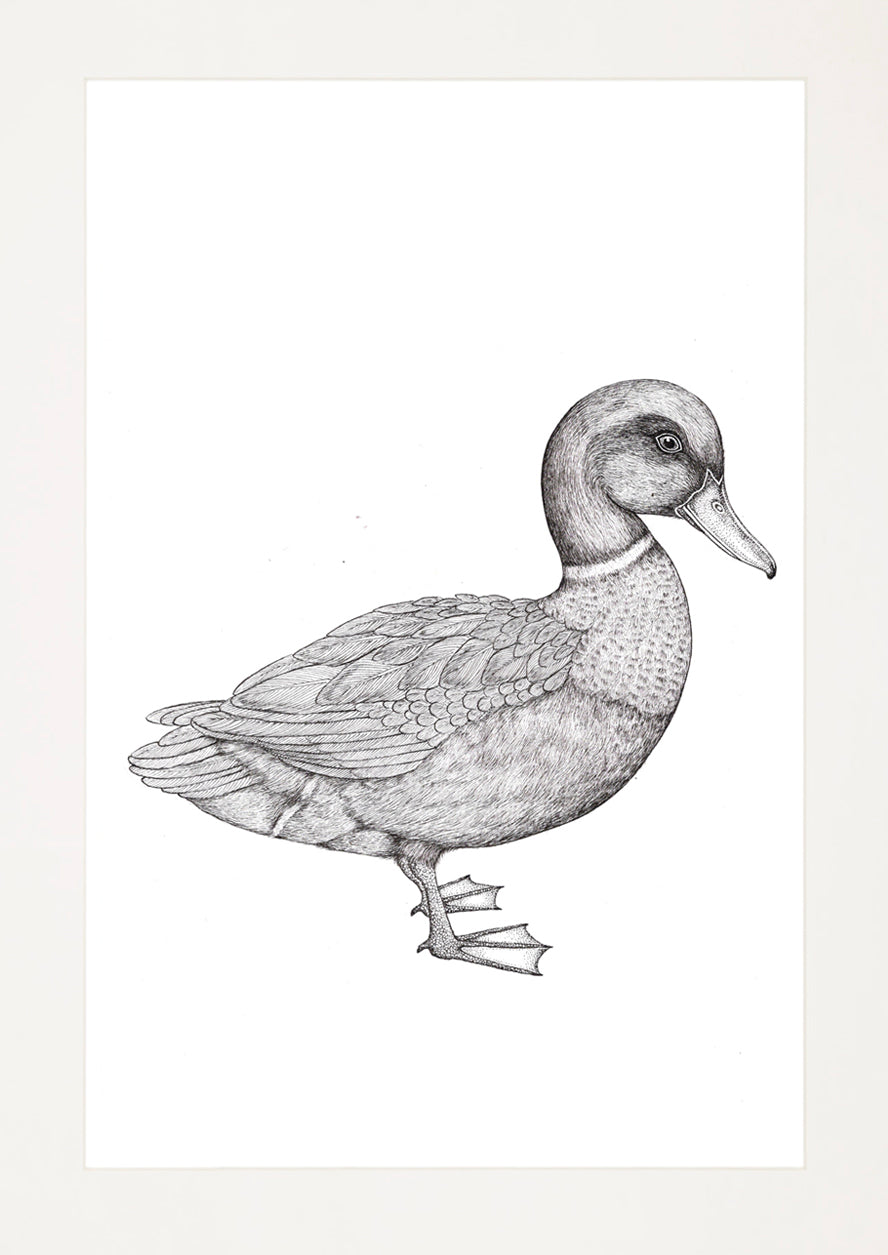 'Mallard, 2026' | Signed Original A4 Illustration