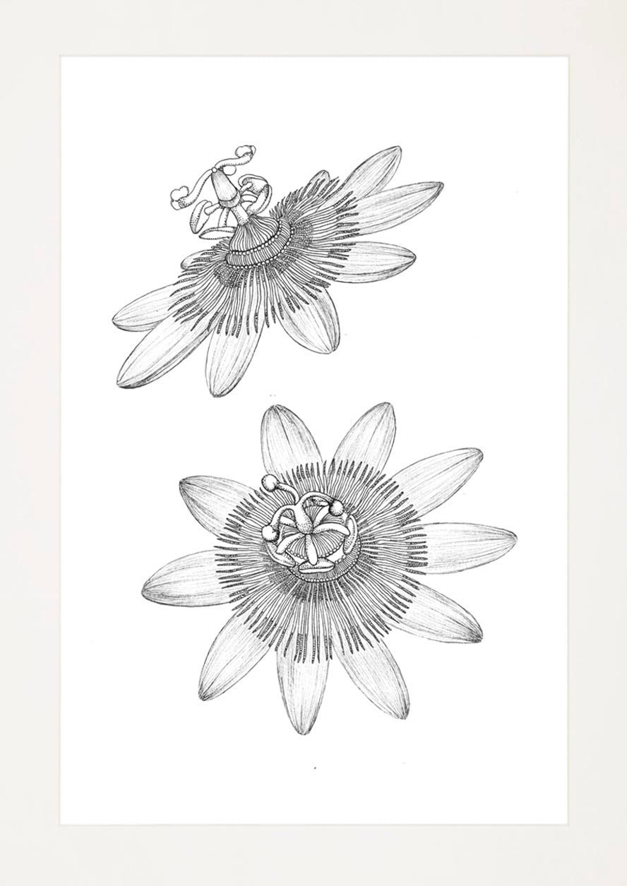 'Passion Flower, 2024' | Signed Original A4 Illustration