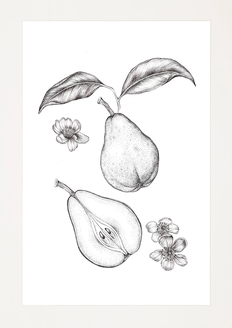 'Pear Tree, 2026' | Signed Original A4 Illustration