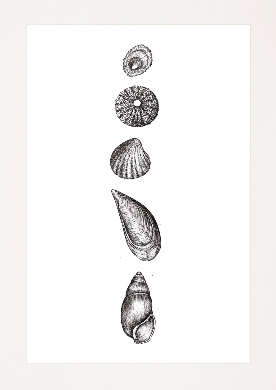 'Seashells II, 2026' | Signed Original A4 Illustration