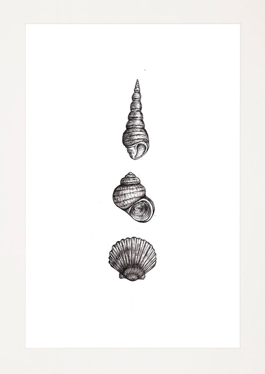 'Seashells, 2026' | Signed Original A4 Illustration
