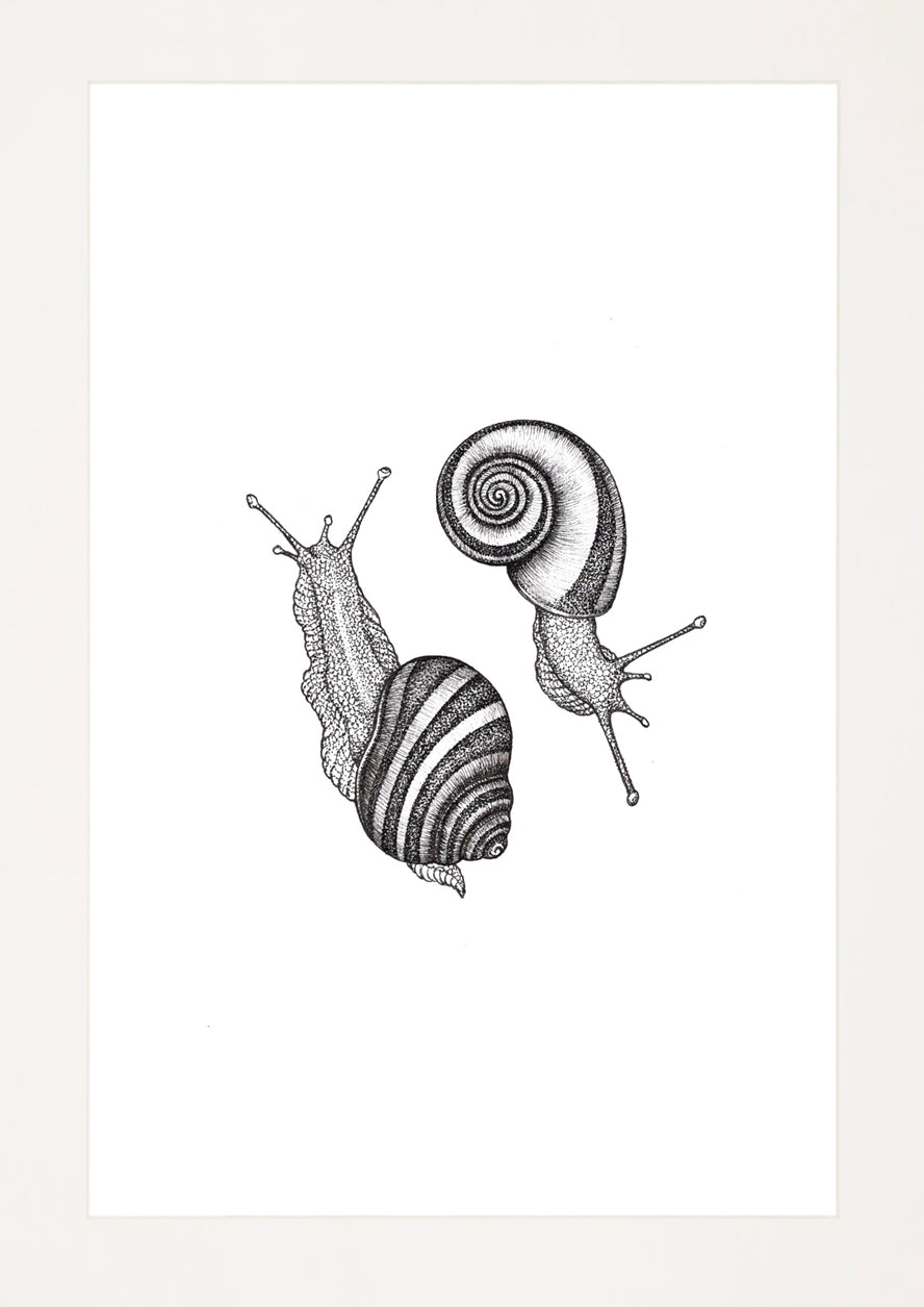 'Ramshorn Snails, 2026' | Signed Original A4 Illustration