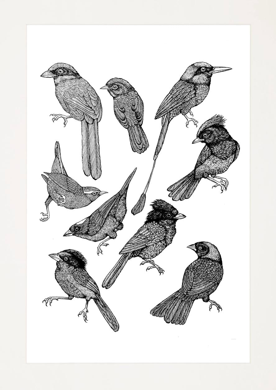 'Tropical Birds, 2023' | Signed Original A3 Illustration